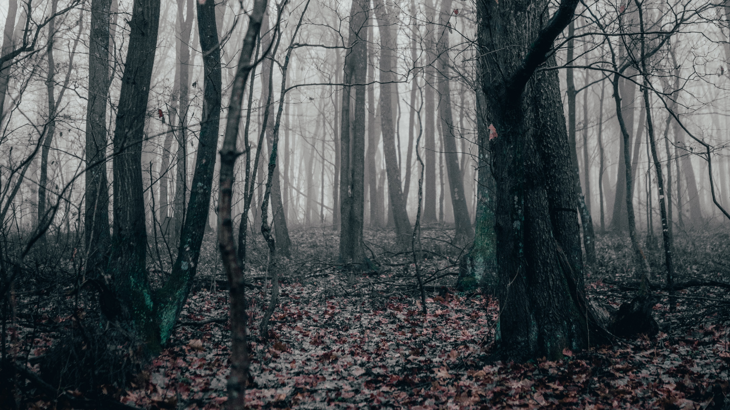Noir Blanc - M, Les Forêts de Conifères Tempérées, Spruce, le Nord de la Forêt de Feuillus, Sapin. Wallpaper in 2560x1440 Resolution