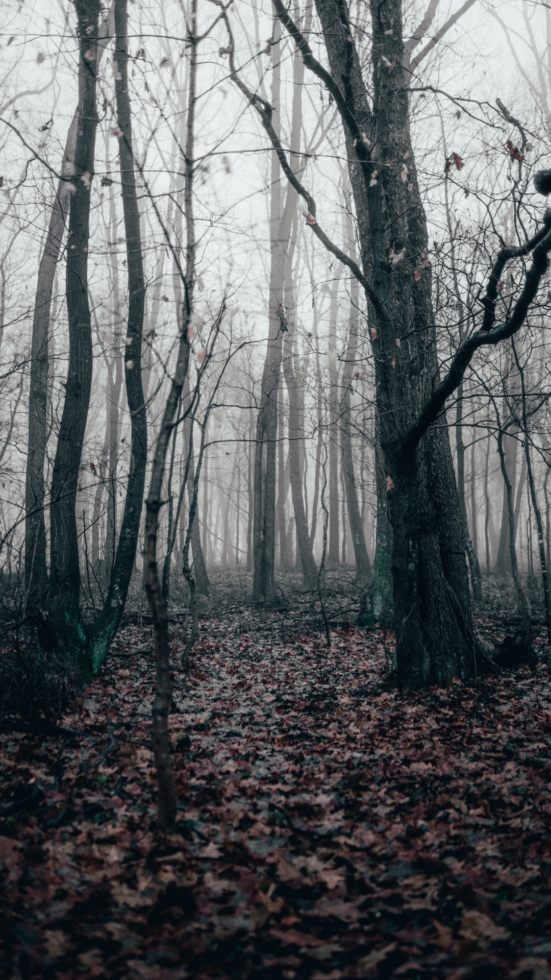 Black White - M, Temperate Coniferous Forest, Spruce, Northern Hardwood Forest, Coniferous Forest. Wallpaper in 1080x1920 Resolution