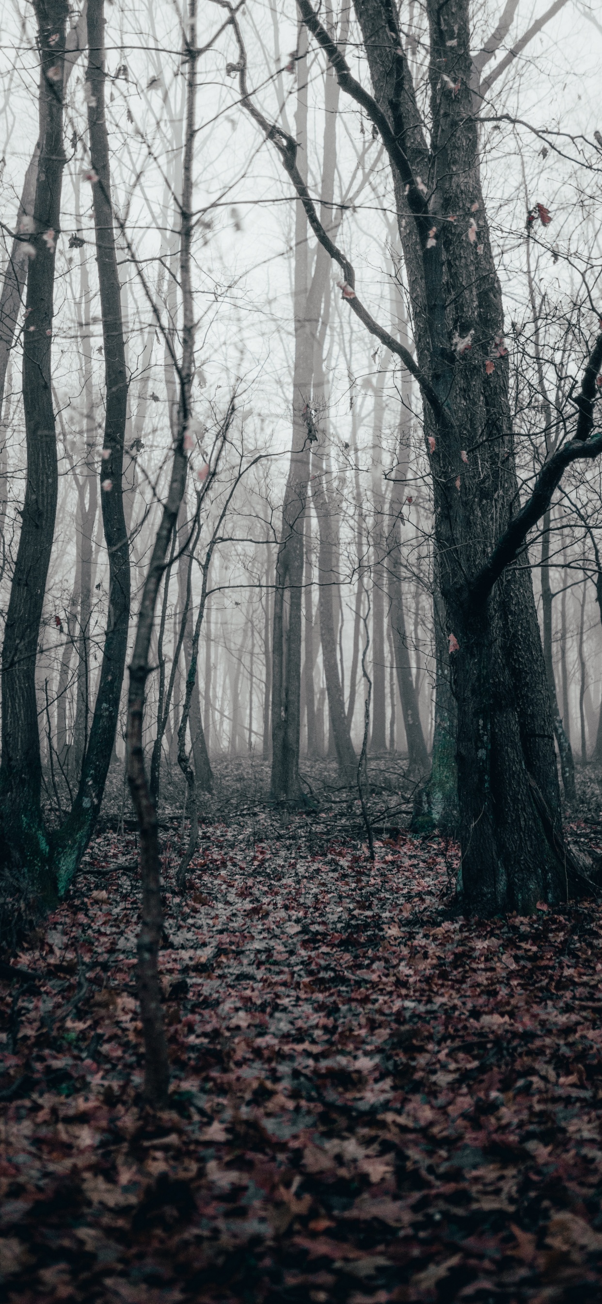 Black White - M, Temperate Coniferous Forest, Spruce, Northern Hardwood Forest, Coniferous Forest. Wallpaper in 1242x2688 Resolution