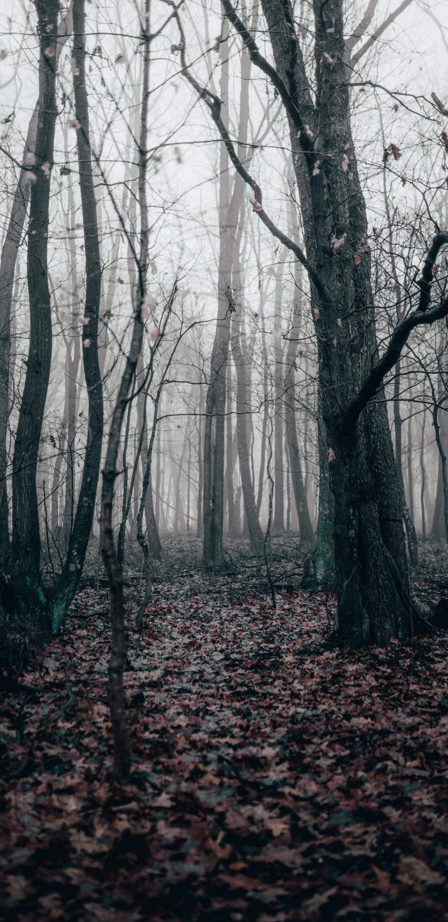Black White - M, Temperate Coniferous Forest, Spruce, Northern Hardwood Forest, Coniferous Forest. Wallpaper in 1440x2960 Resolution