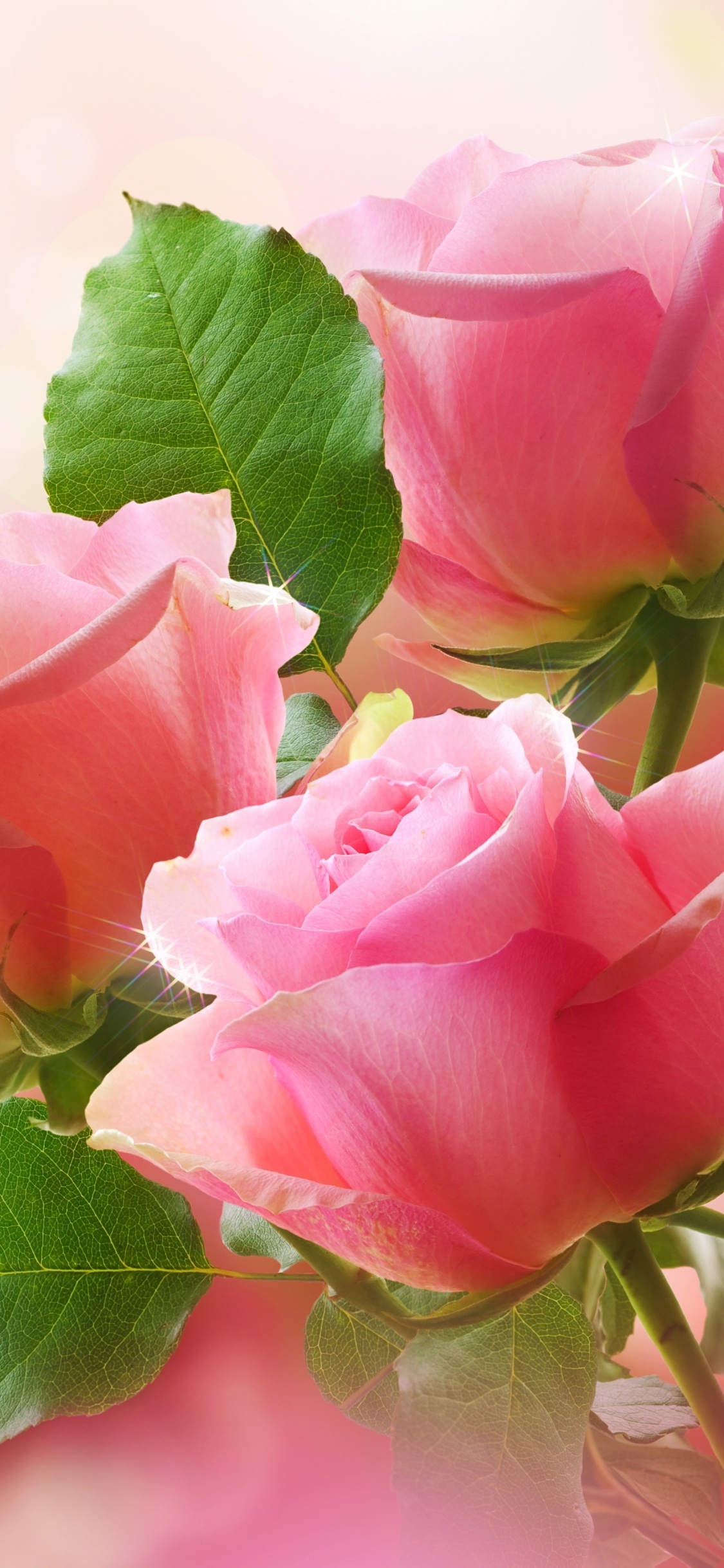 花卉设计, 粉红色, 显花植物, 玫瑰花园, 玫瑰家庭 壁纸 1125x2436 允许