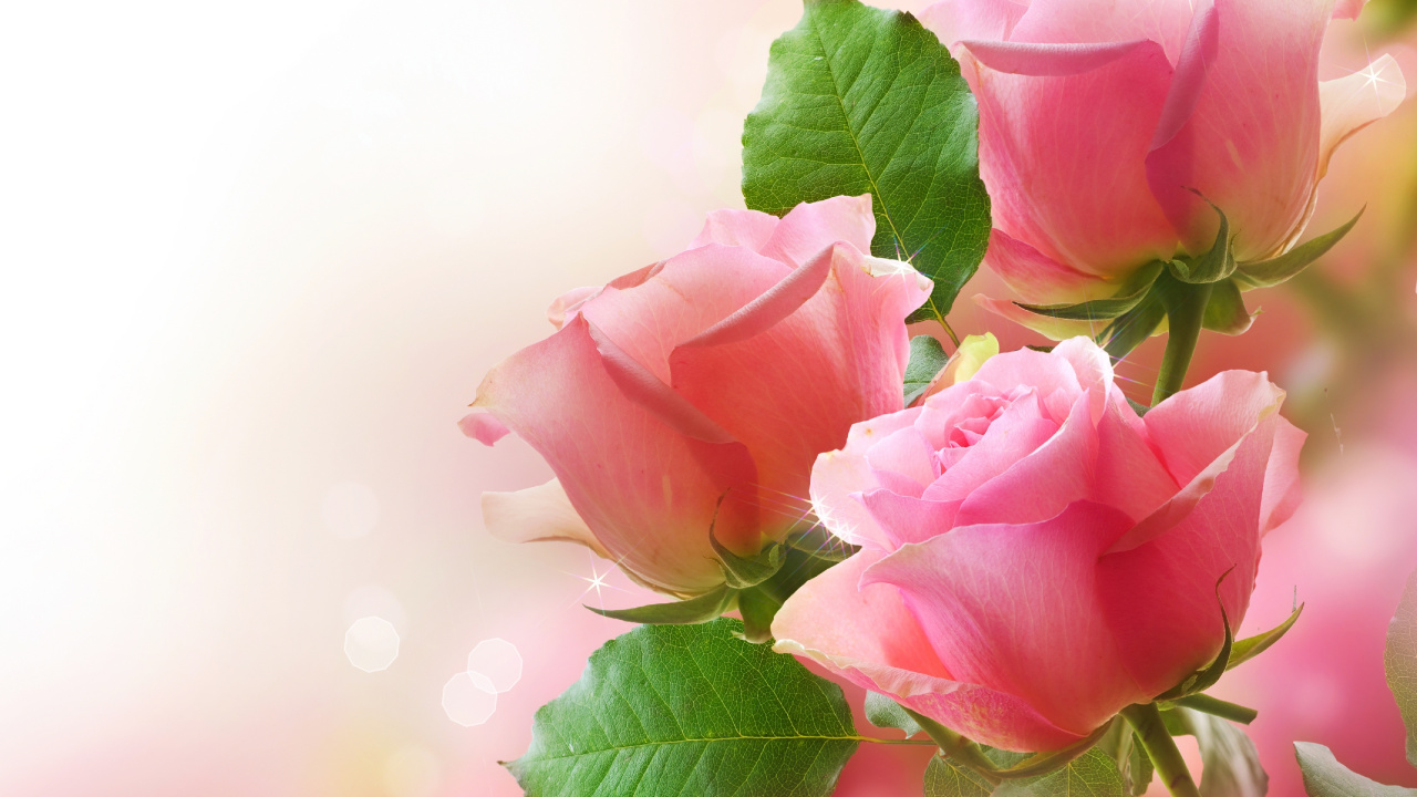 花卉设计, 粉红色, 显花植物, 玫瑰花园, 玫瑰家庭 壁纸 1280x720 允许