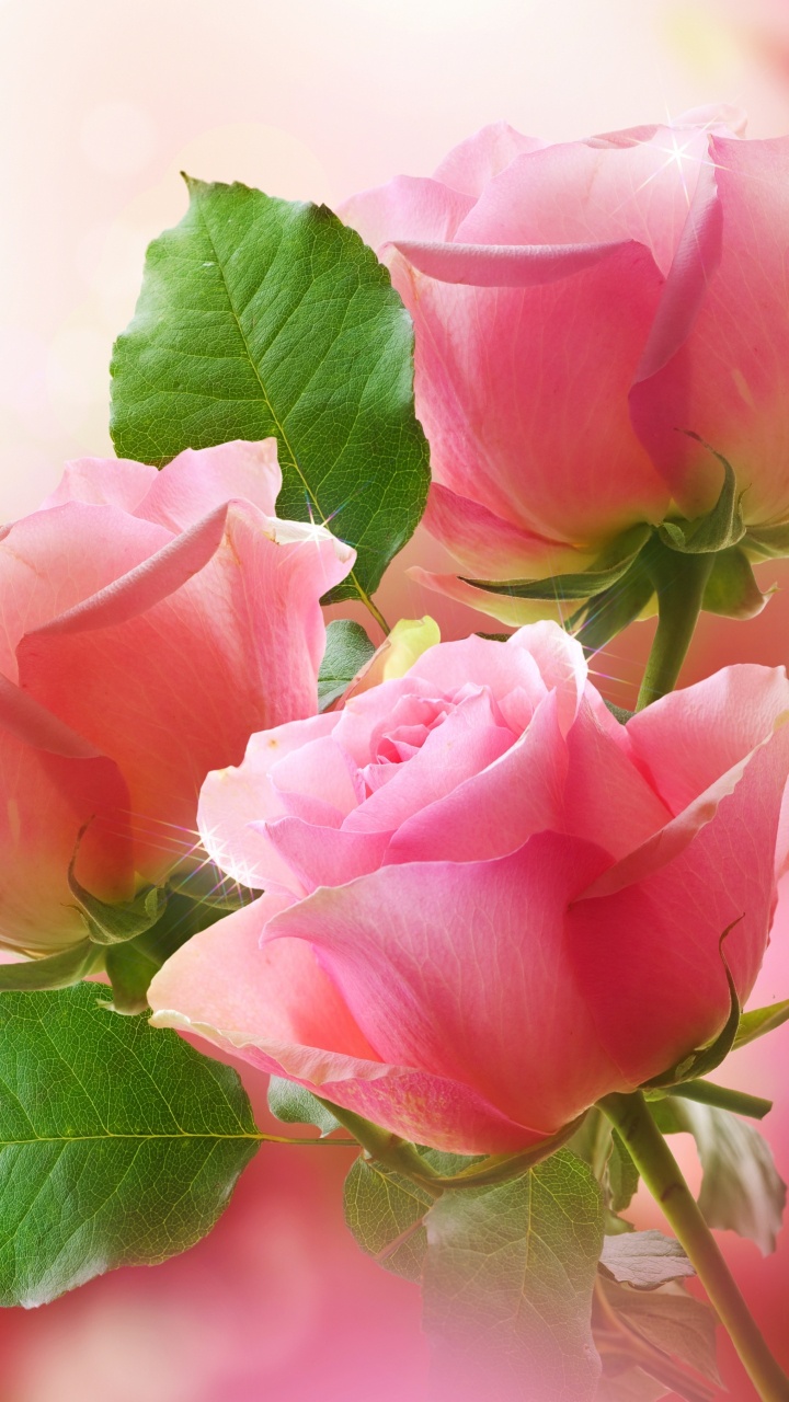 Pink Rose in Bloom During Daytime. Wallpaper in 720x1280 Resolution