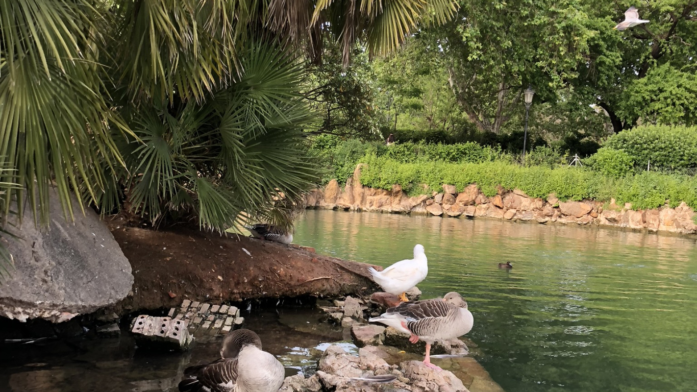 Reflexion, Vogel, Wasserressourcen, Wasser, Teich. Wallpaper in 1366x768 Resolution