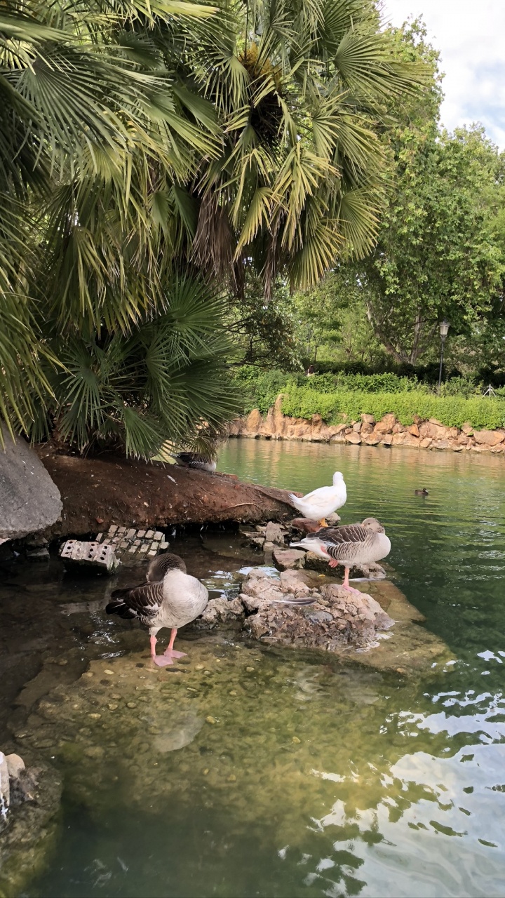 Reflexion, Vogel, Wasserressourcen, Wasser, Teich. Wallpaper in 720x1280 Resolution