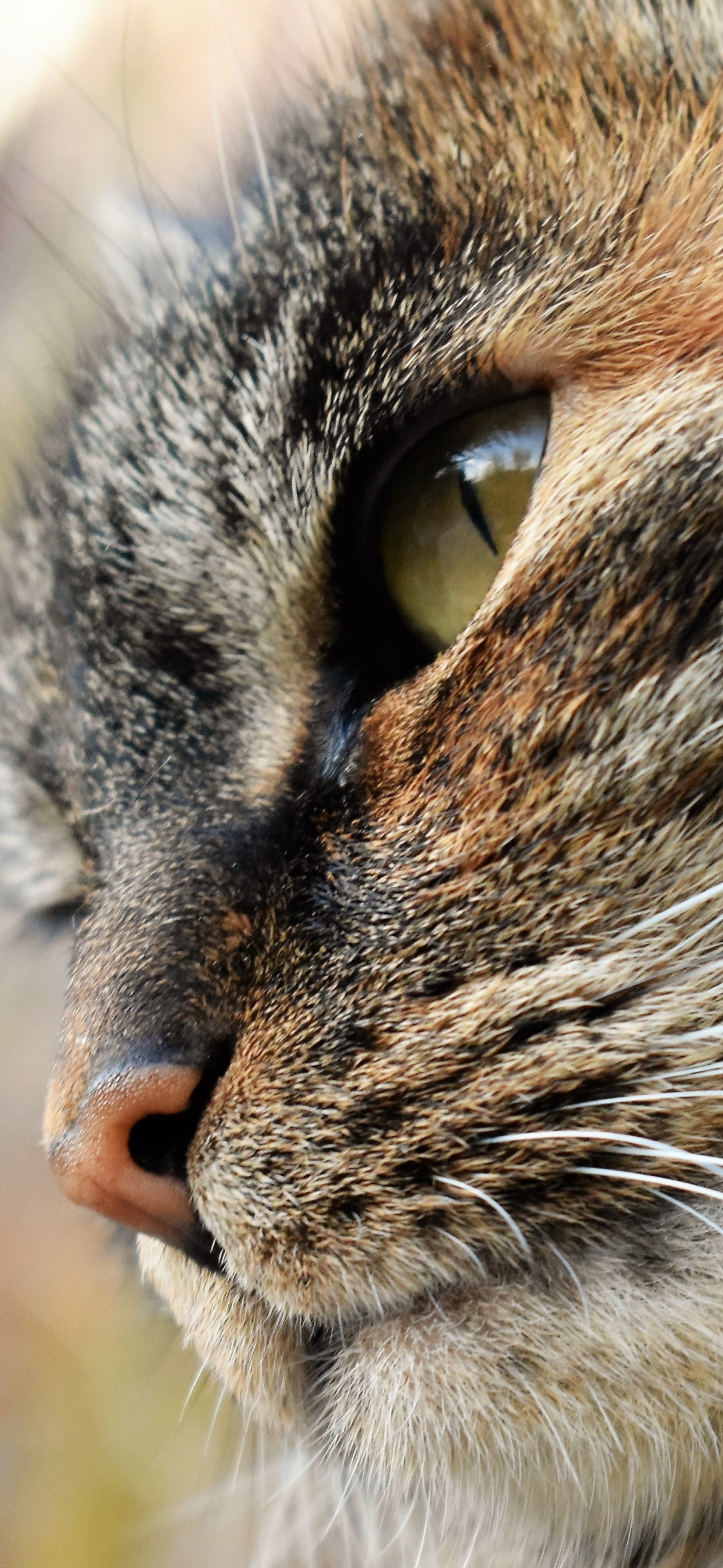 Brown Tabby Cat in Close up Photography. Wallpaper in 1125x2436 Resolution