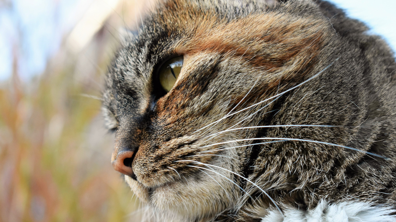 Brown Tabby Cat in Close up Photography. Wallpaper in 1366x768 Resolution