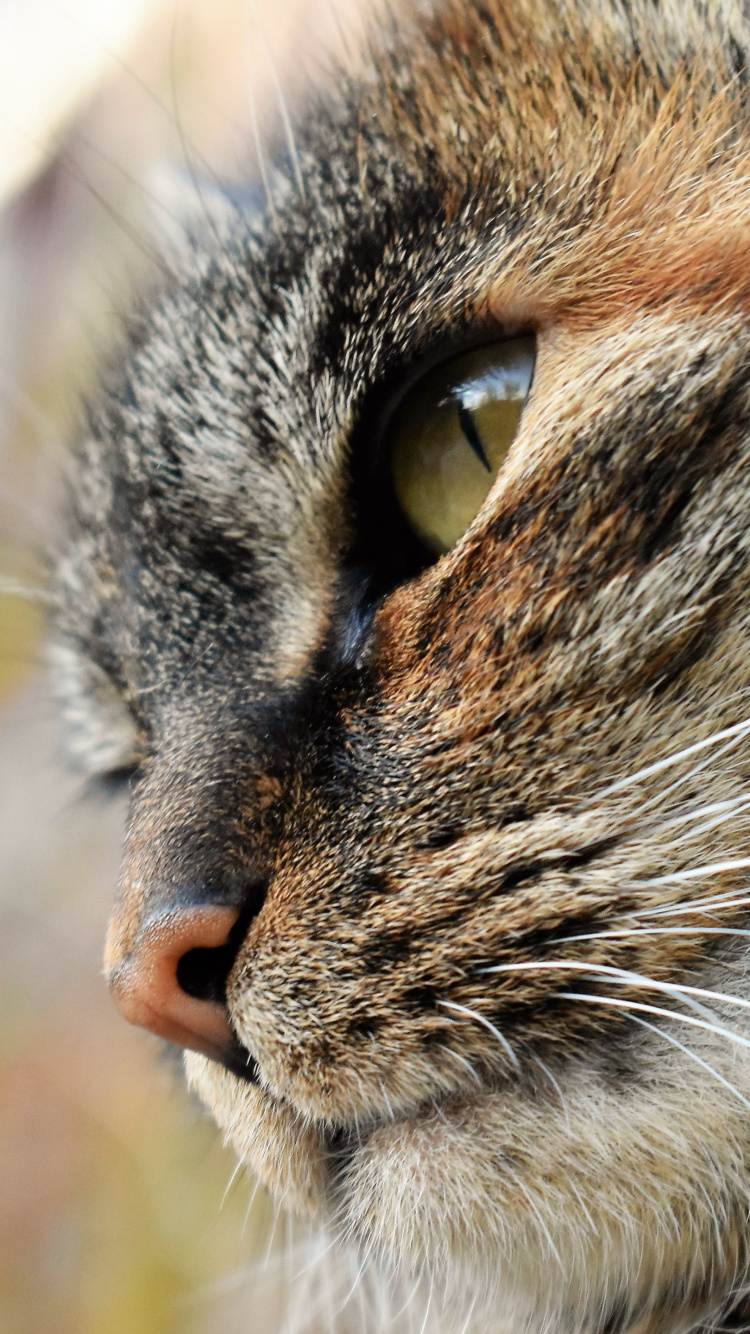Brown Tabby Cat in Close up Photography. Wallpaper in 750x1334 Resolution