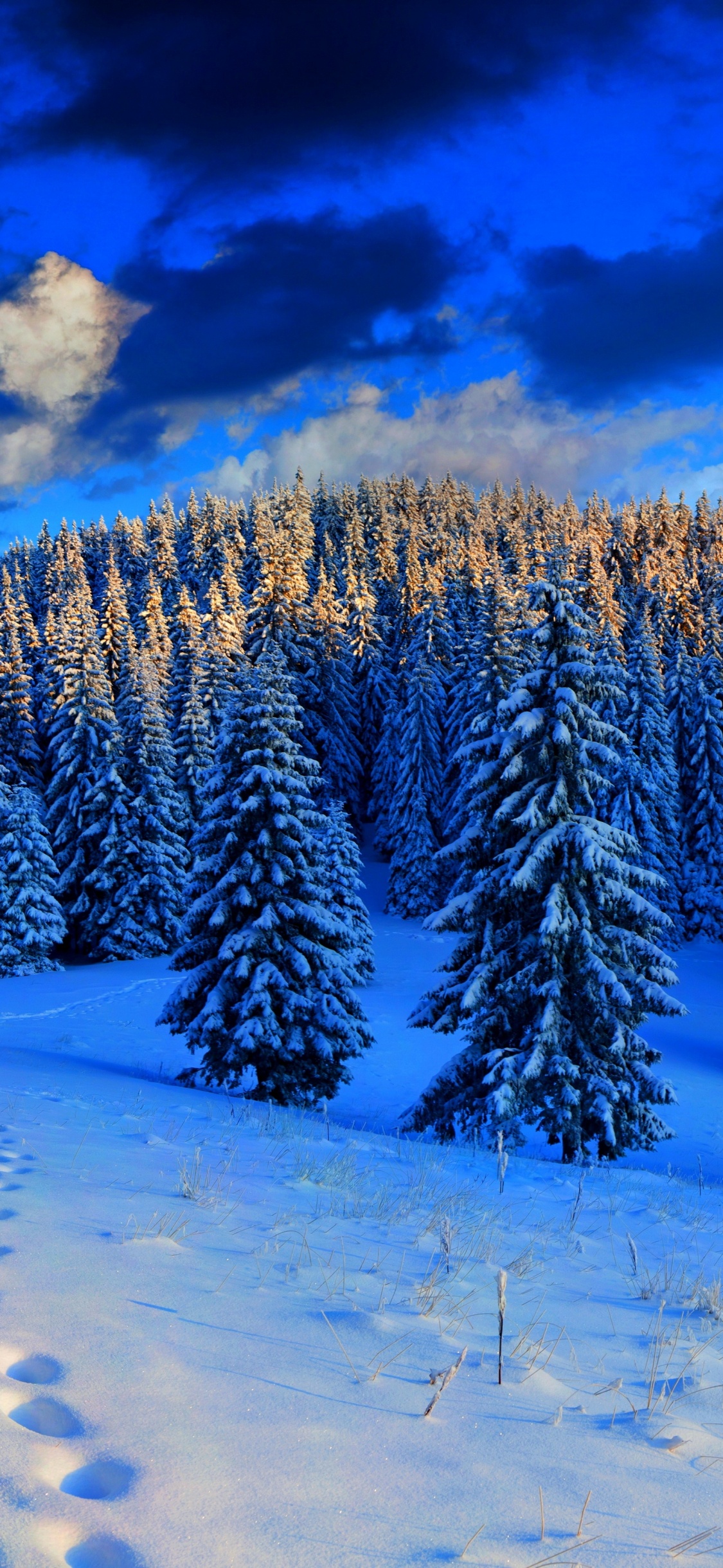 Snow Covered Pine Trees During Daytime. Wallpaper in 1125x2436 Resolution