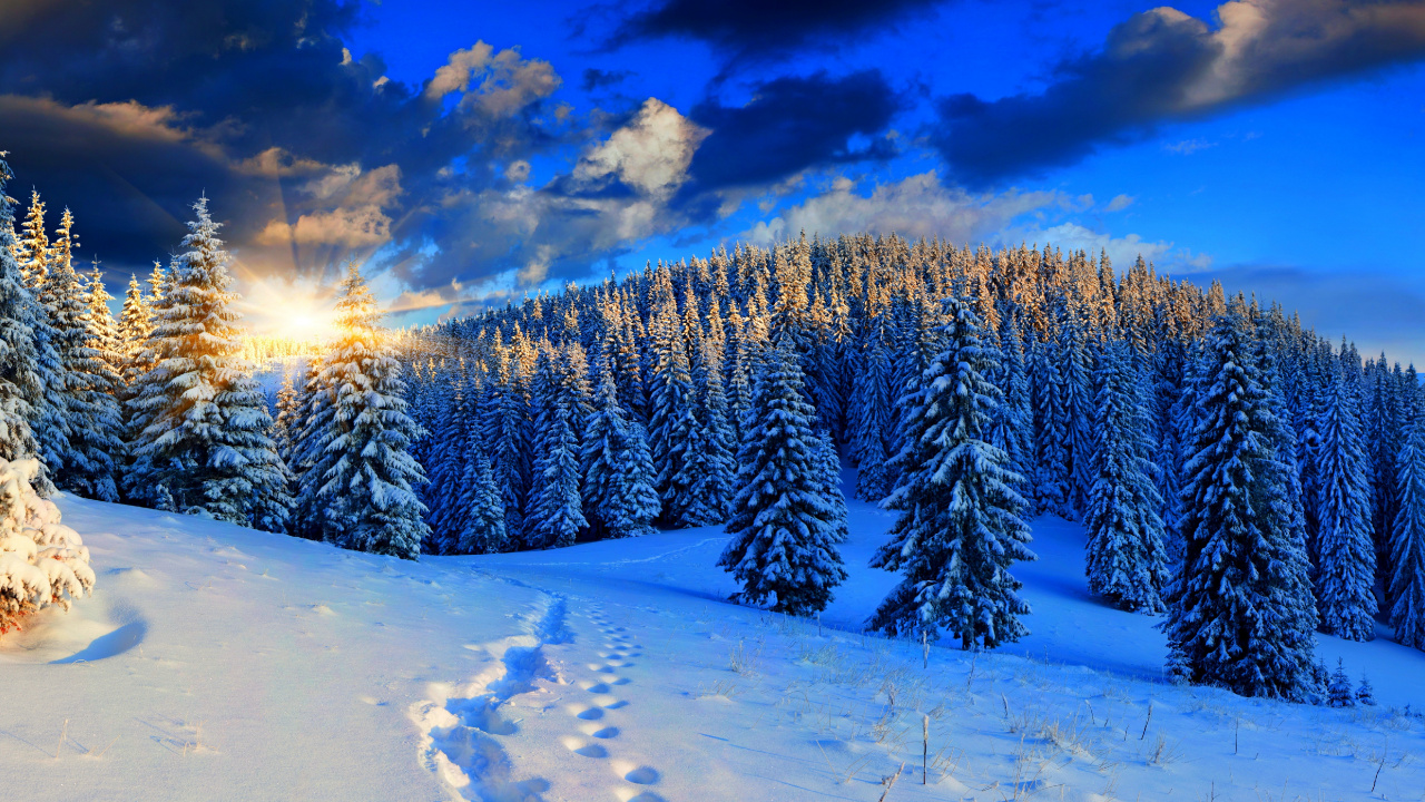 Snow Covered Pine Trees During Daytime. Wallpaper in 1280x720 Resolution