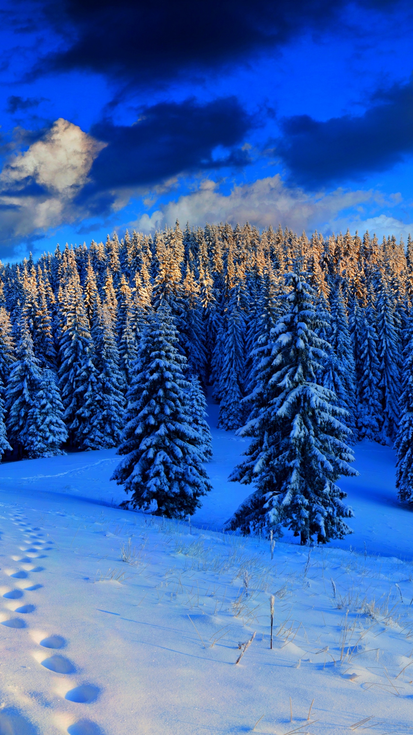 Snow Covered Pine Trees During Daytime. Wallpaper in 1440x2560 Resolution