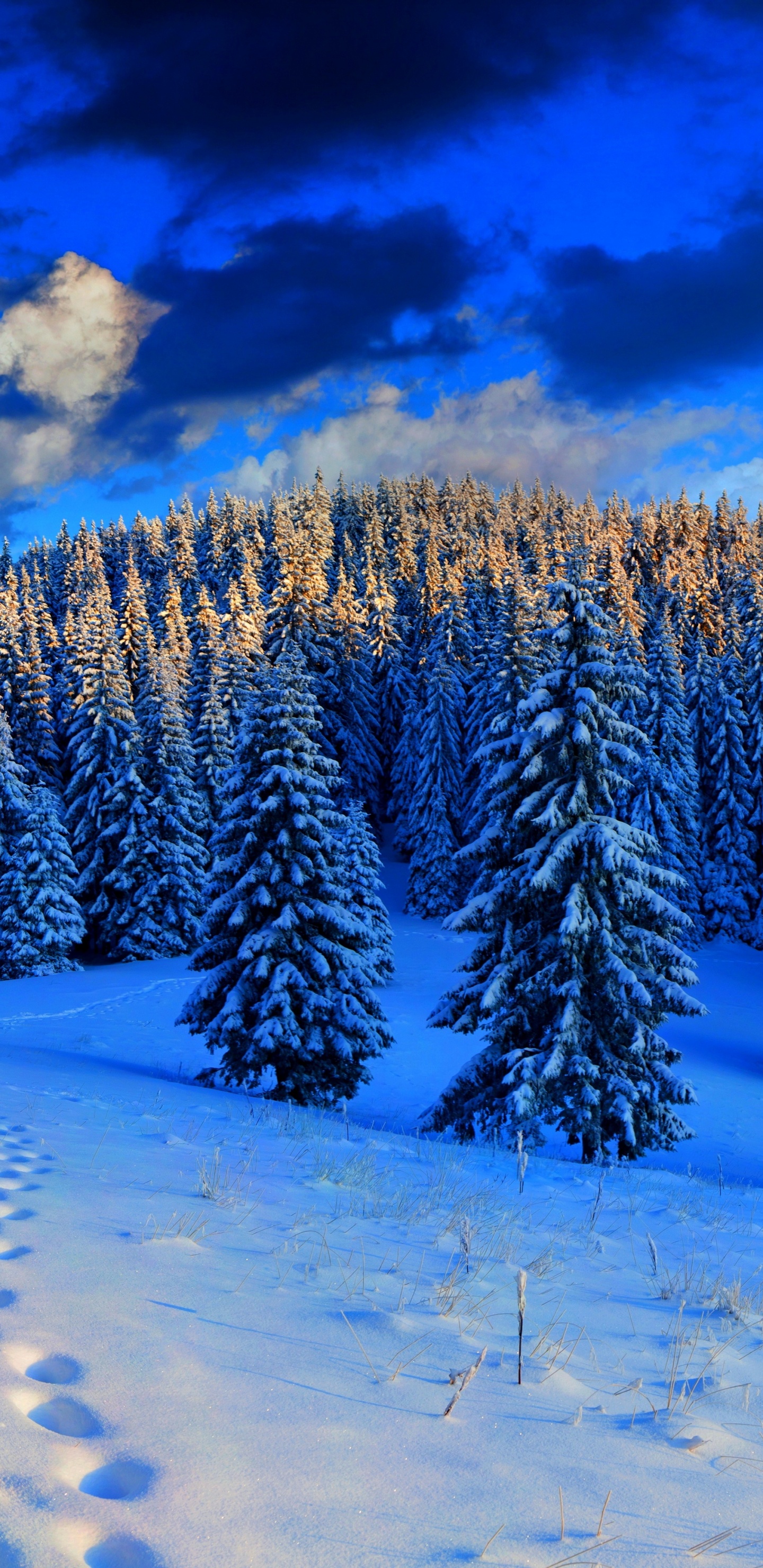 Snow Covered Pine Trees During Daytime. Wallpaper in 1440x2960 Resolution