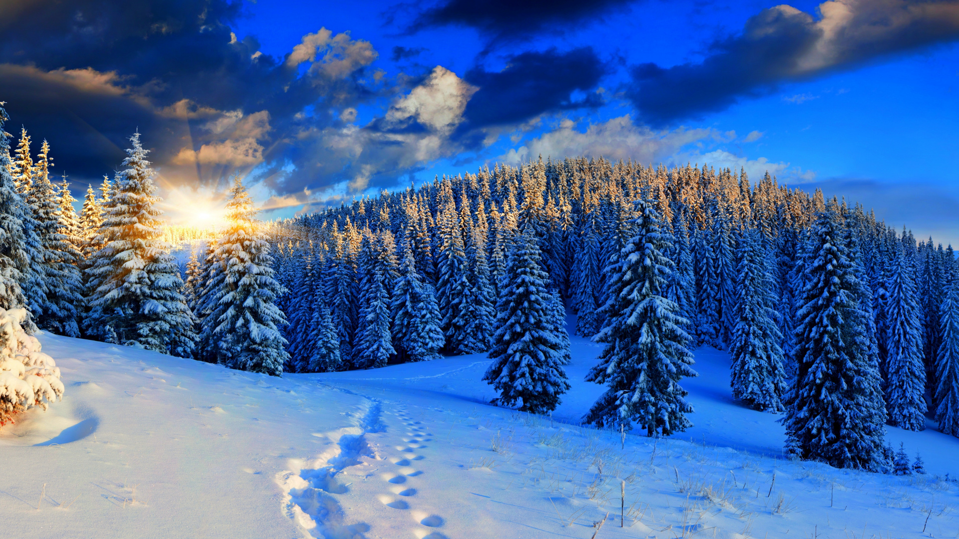 Snow Covered Pine Trees During Daytime. Wallpaper in 1920x1080 Resolution