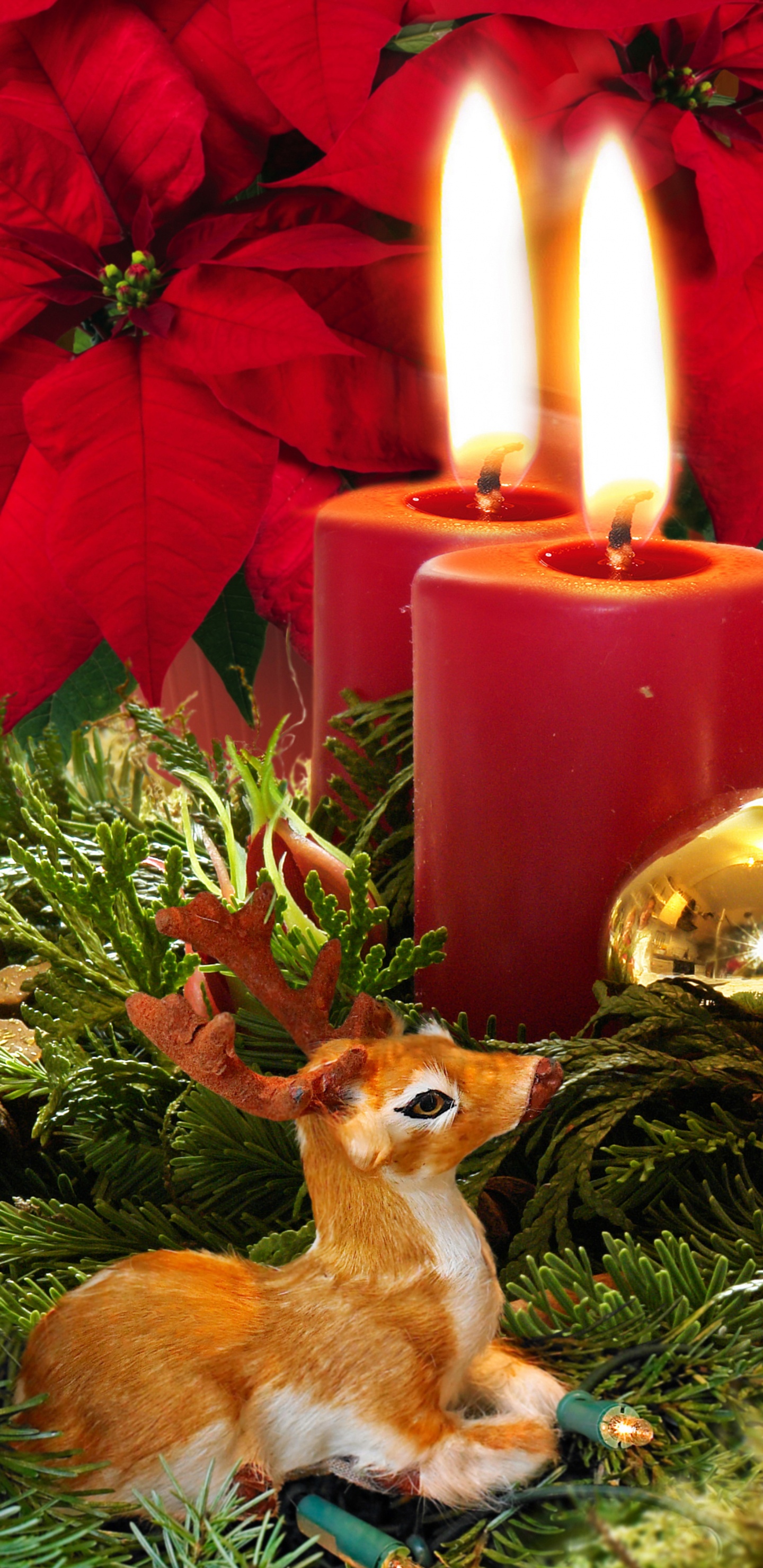 Christmas Day, Candle, Christmas Decoration, Poinsettia, Christmas. Wallpaper in 1440x2960 Resolution