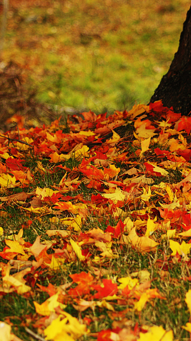 Yellow and Red Maple Leaves on Ground. Wallpaper in 750x1334 Resolution