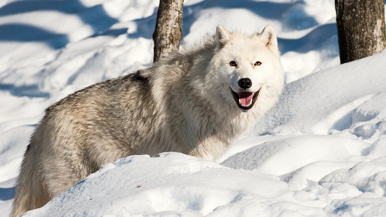 White Wolf on Snow Covered Ground During Daytime. Wallpaper in 1280x720 Resolution