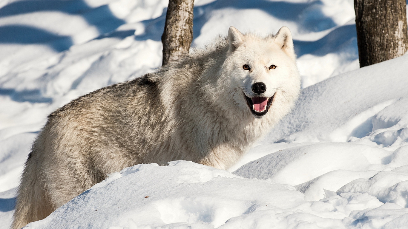 White Wolf on Snow Covered Ground During Daytime. Wallpaper in 1366x768 Resolution