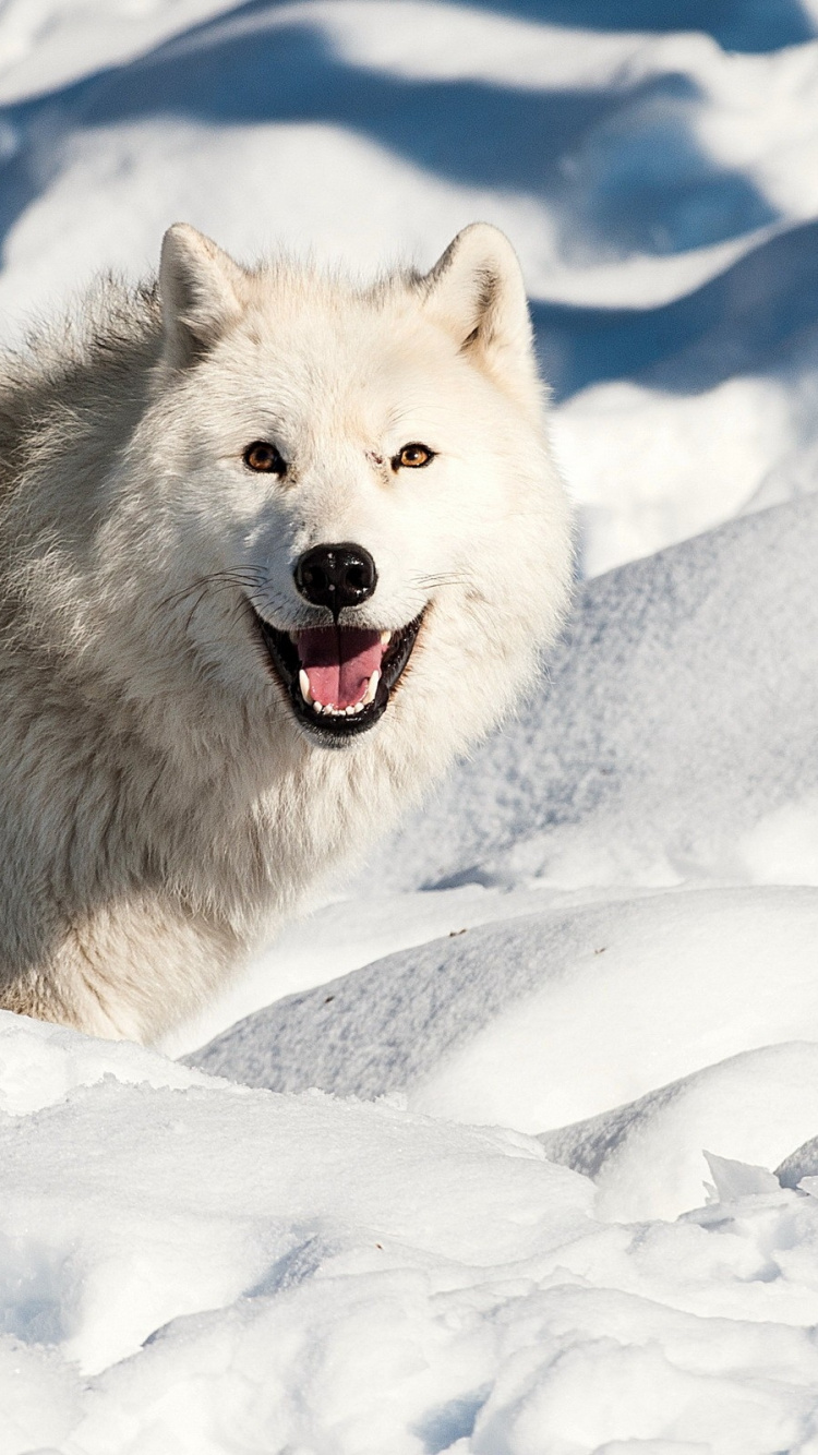 Lobo Blanco Sobre Suelo Cubierto de Nieve Durante el Día. Wallpaper in 750x1334 Resolution