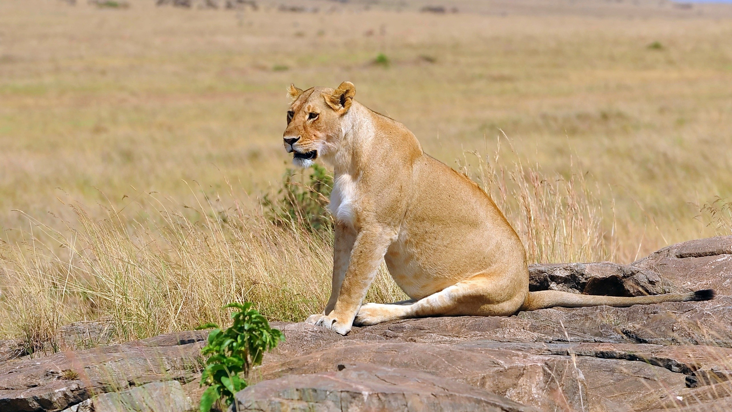 Brown Lioness on Brown Grass Field During Daytime. Wallpaper in 2560x1440 Resolution