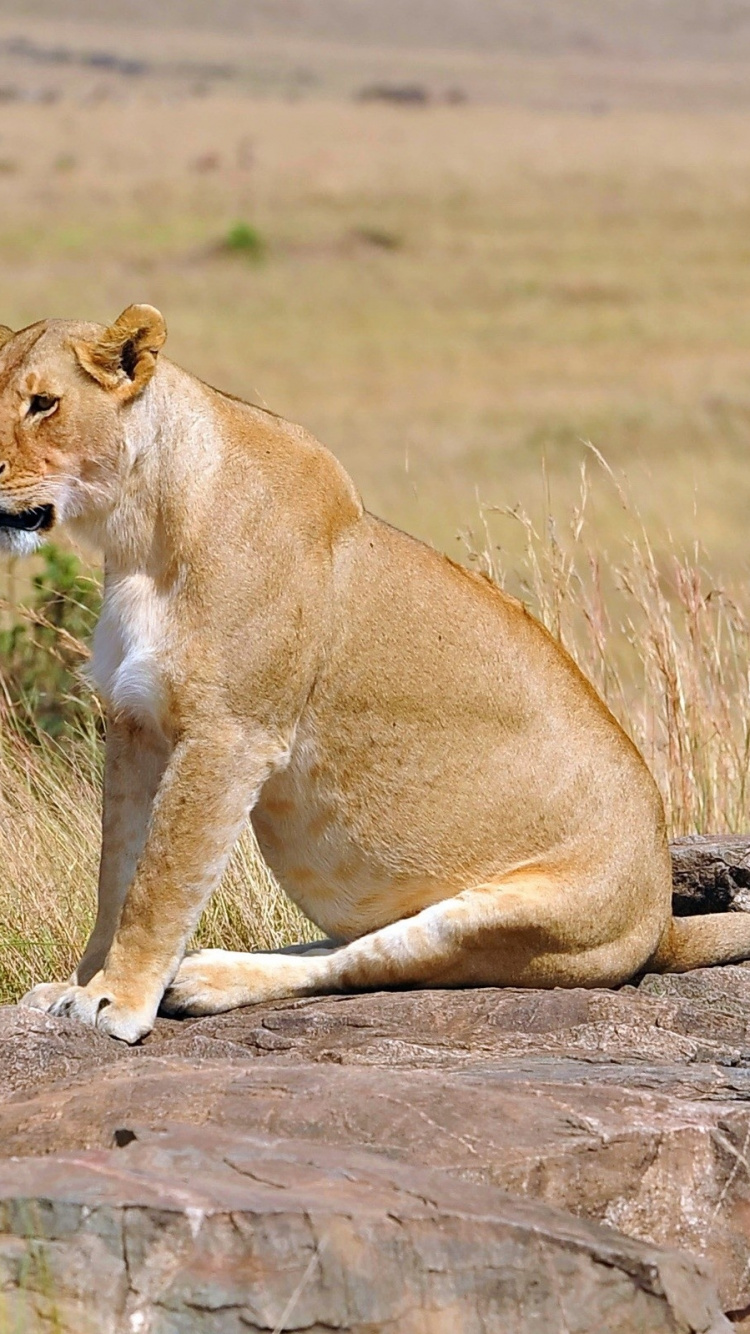 Brown Lioness on Brown Grass Field During Daytime. Wallpaper in 750x1334 Resolution