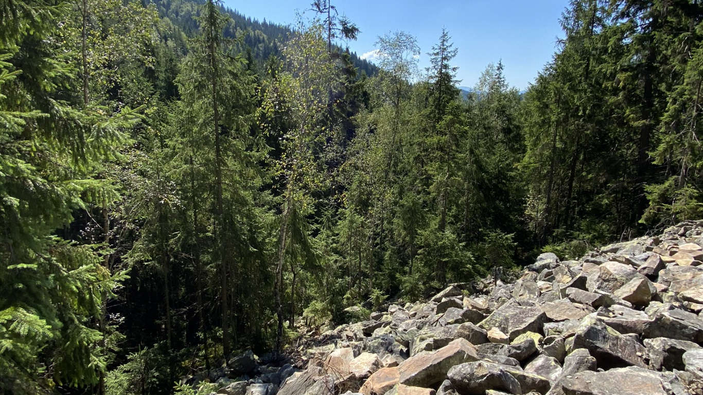 Wilderness, Rock, Plant Community, Bedrock, Forest. Wallpaper in 1366x768 Resolution