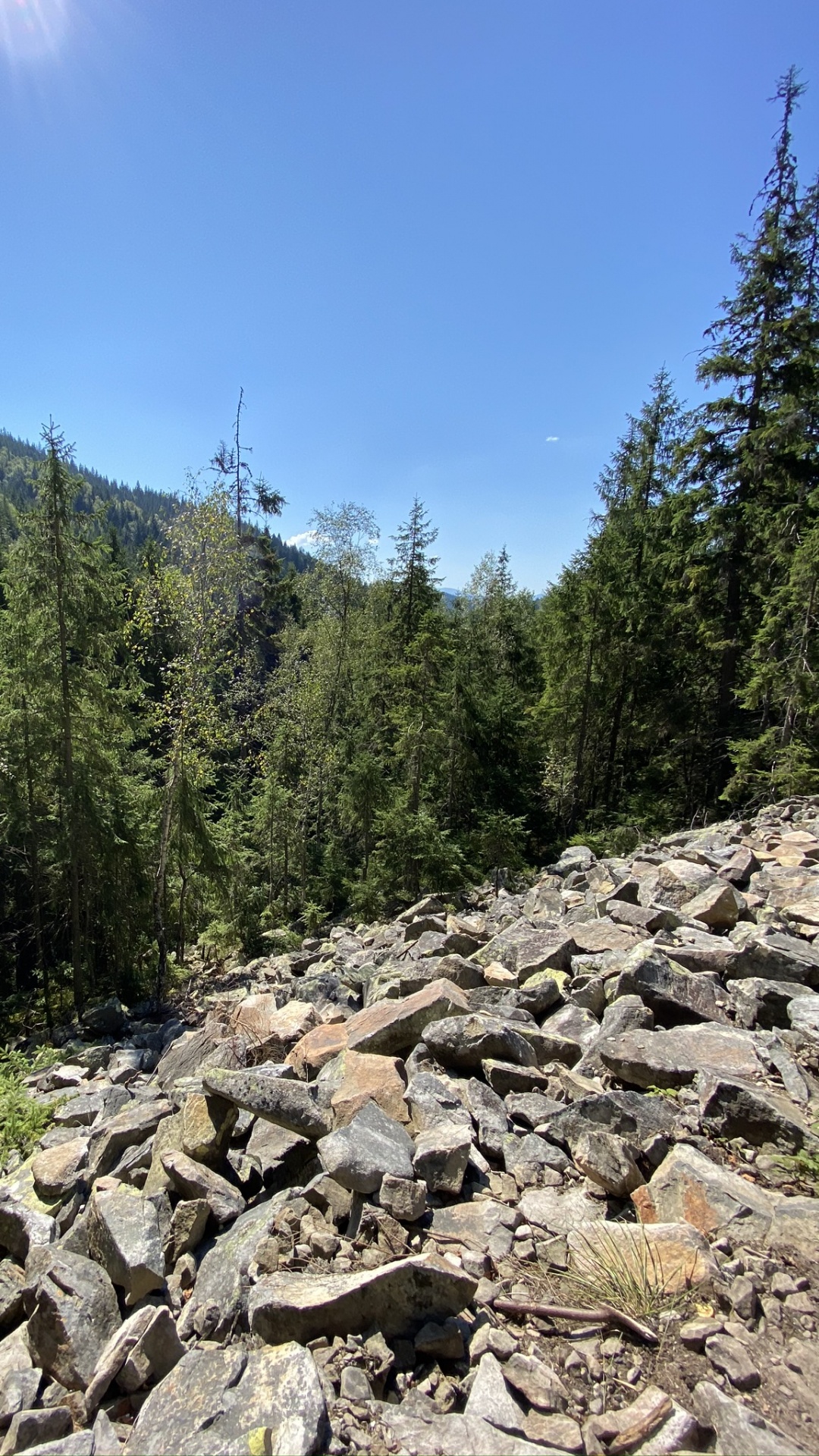 Wildnis, Rock, Pflanzen-Gemeinschaft, BedRock, Wald. Wallpaper in 1080x1920 Resolution