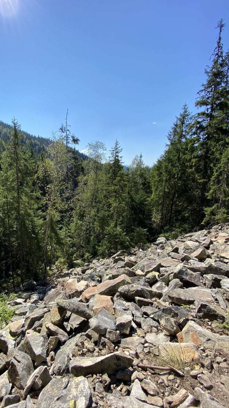 Wildnis, Rock, Pflanzen-Gemeinschaft, BedRock, Wald. Wallpaper in 750x1334 Resolution