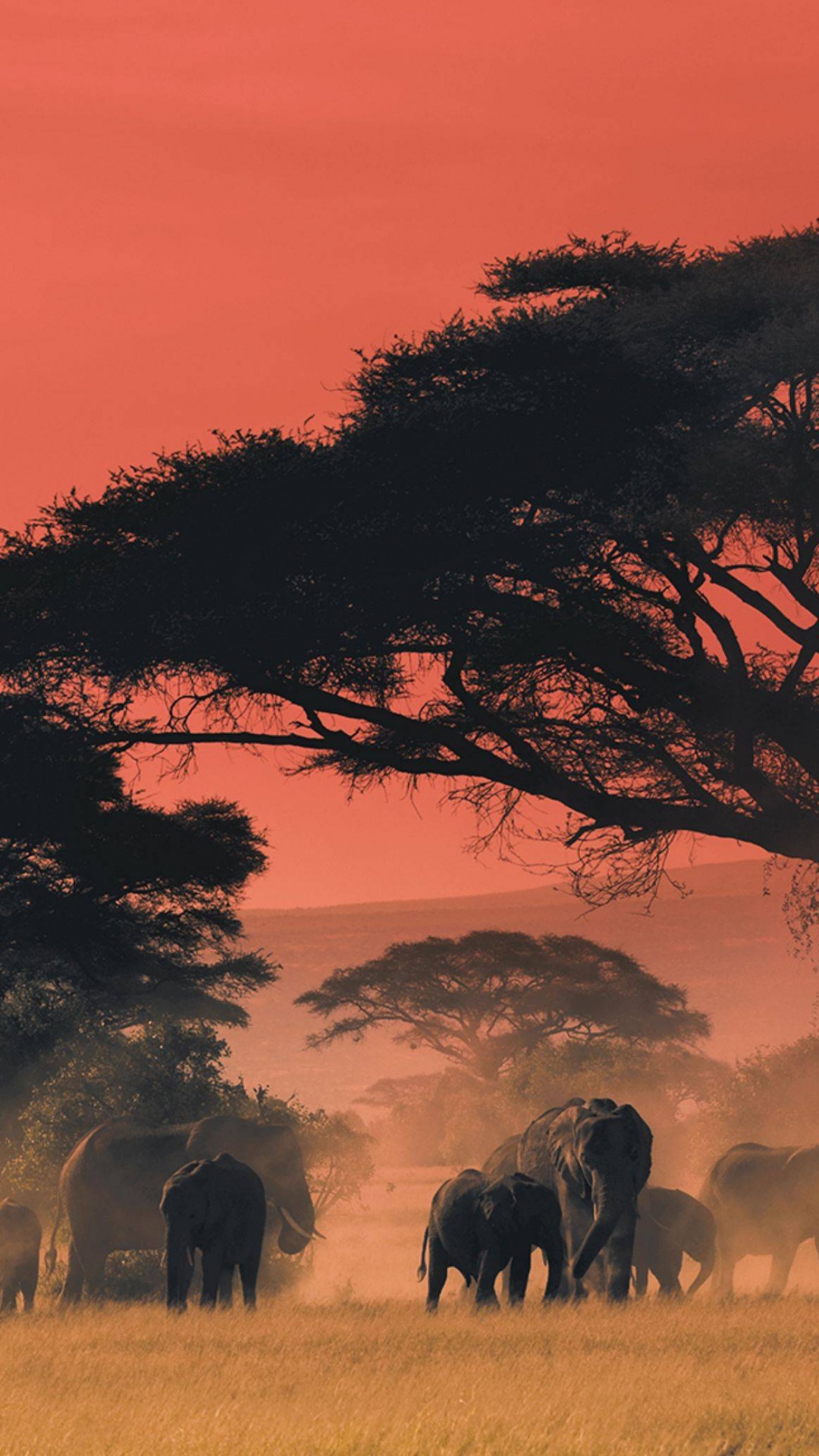 Silueta, De, Grupo, De, Elefante, Durante, Ocaso. Wallpaper in 1080x1920 Resolution