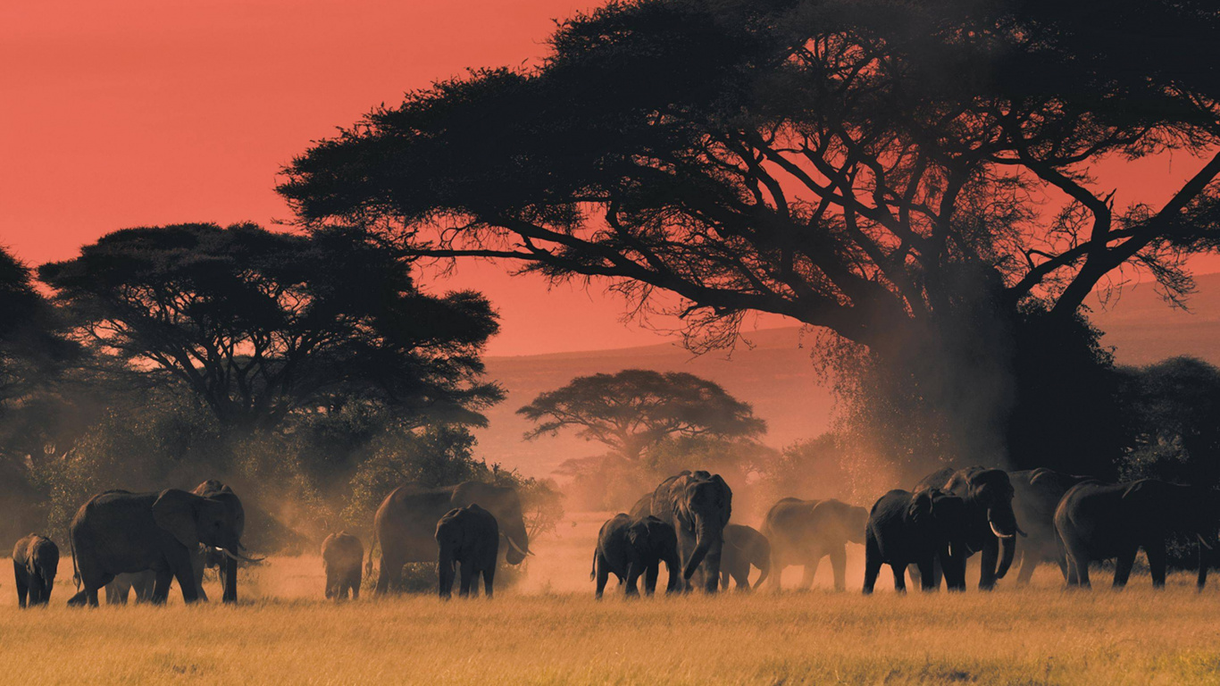Silhouette de Groupe D'éléphants Pendant le Coucher du Soleil. Wallpaper in 1366x768 Resolution