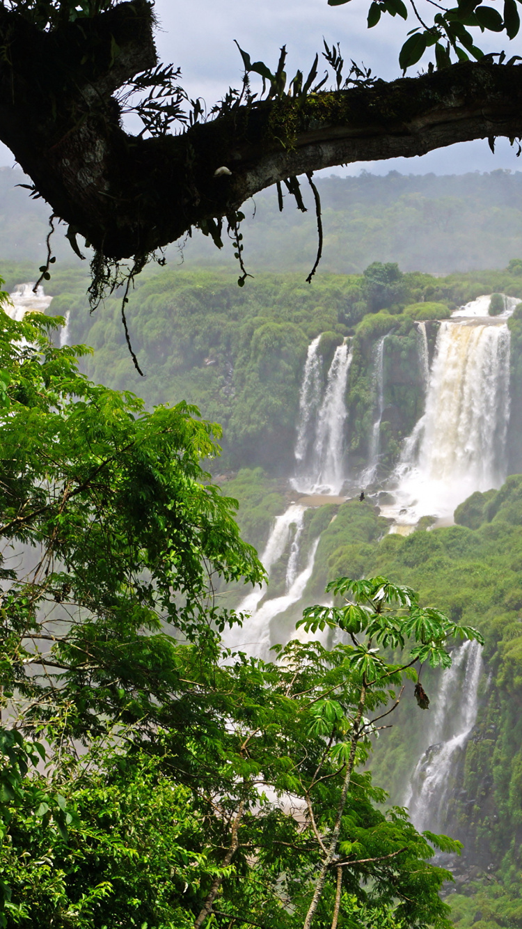 Waterfalls in The Middle of The Forest. Wallpaper in 750x1334 Resolution