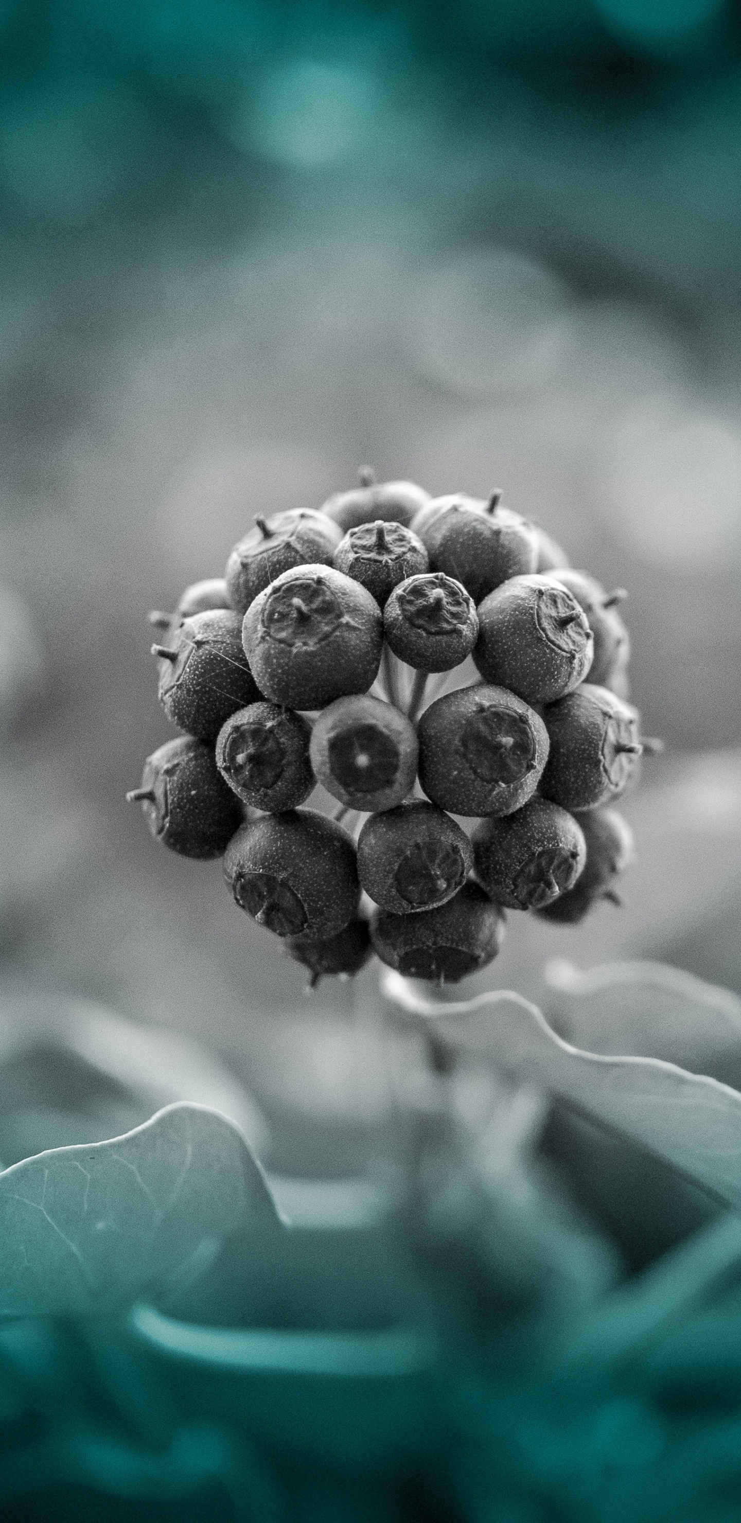 Blue, Green, Turquoise, la Pureté de la Couleur, Graphiques Vectoriels. Wallpaper in 1440x2960 Resolution