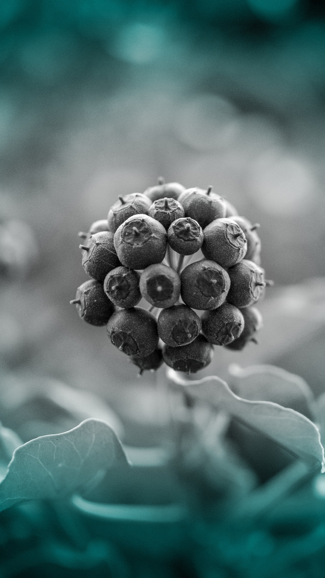 Blue, Green, Turquoise, Colorfulness, Plant. Wallpaper in 1080x1920 Resolution