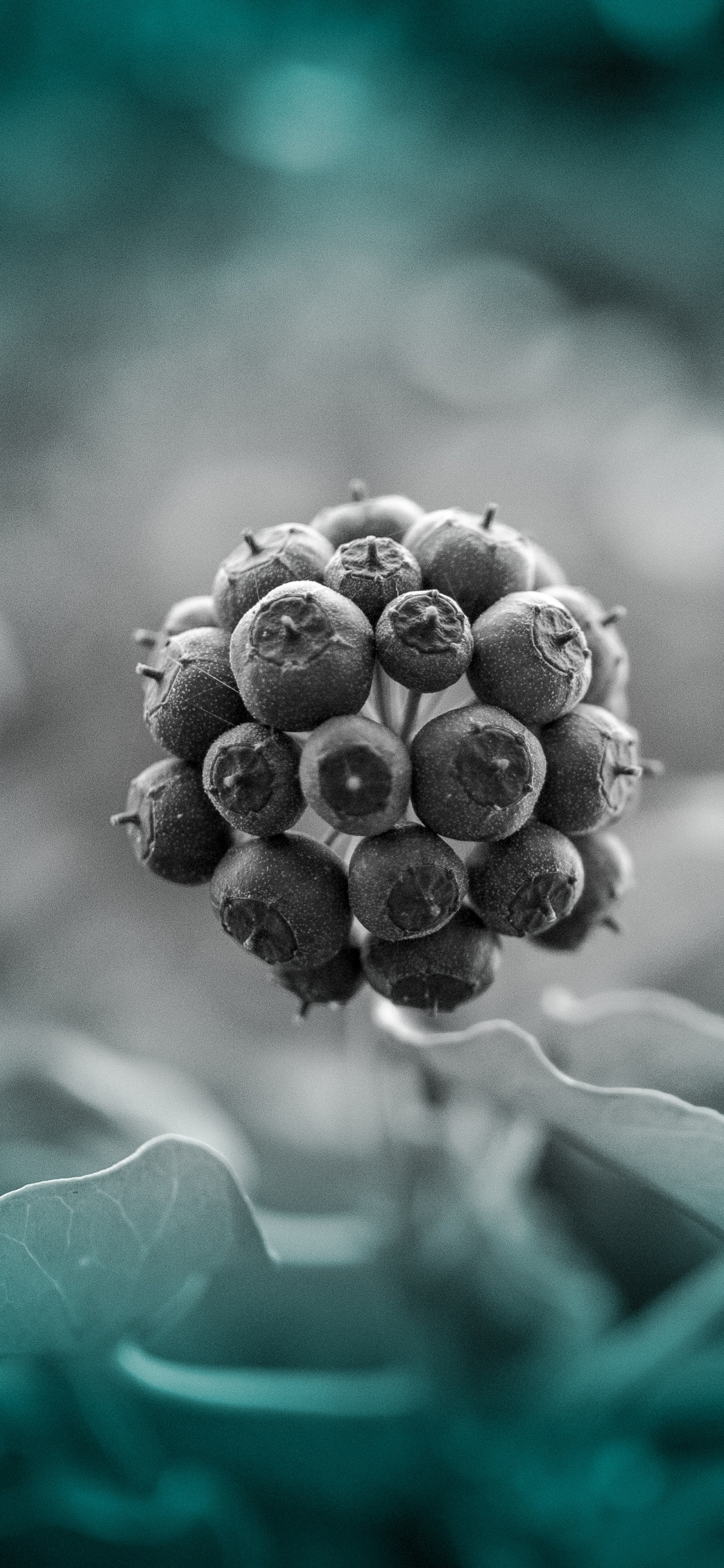 Blue, Green, Turquoise, Colorfulness, Plant. Wallpaper in 1125x2436 Resolution