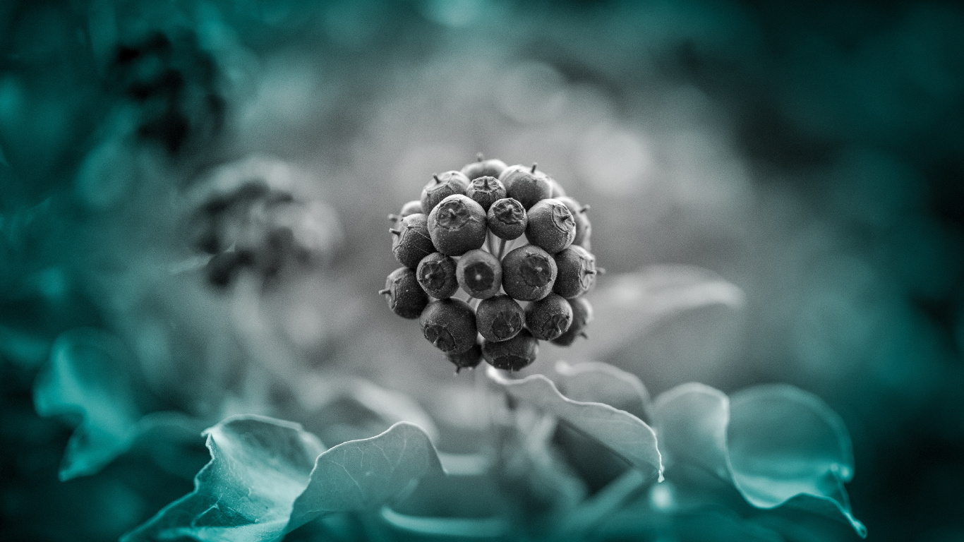 Blue, Green, Turquoise, Colorfulness, Plant. Wallpaper in 1366x768 Resolution