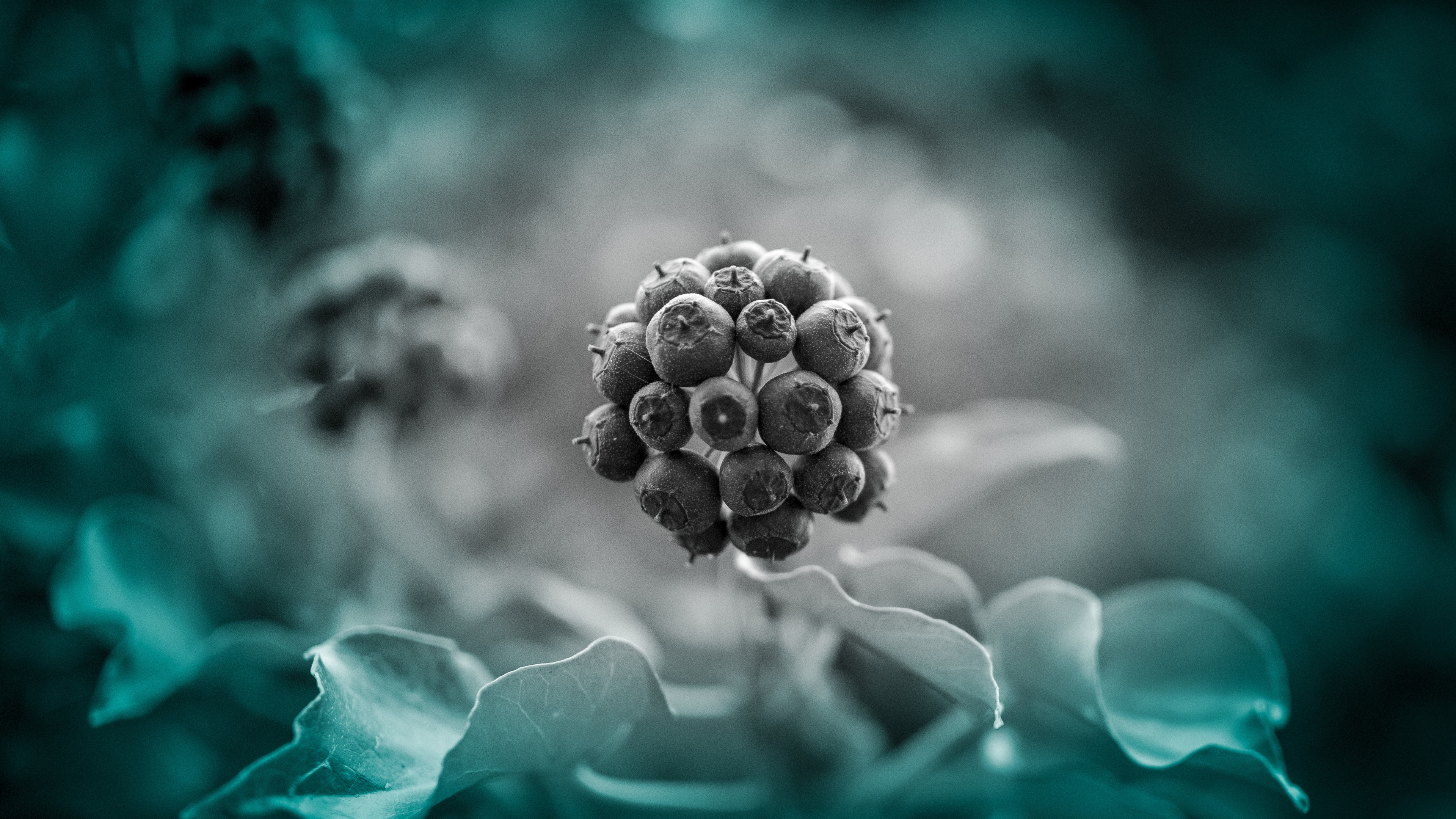 绿色的, 色彩, 矢量图形, 关闭了, 浆果 壁纸 3840x2160 允许