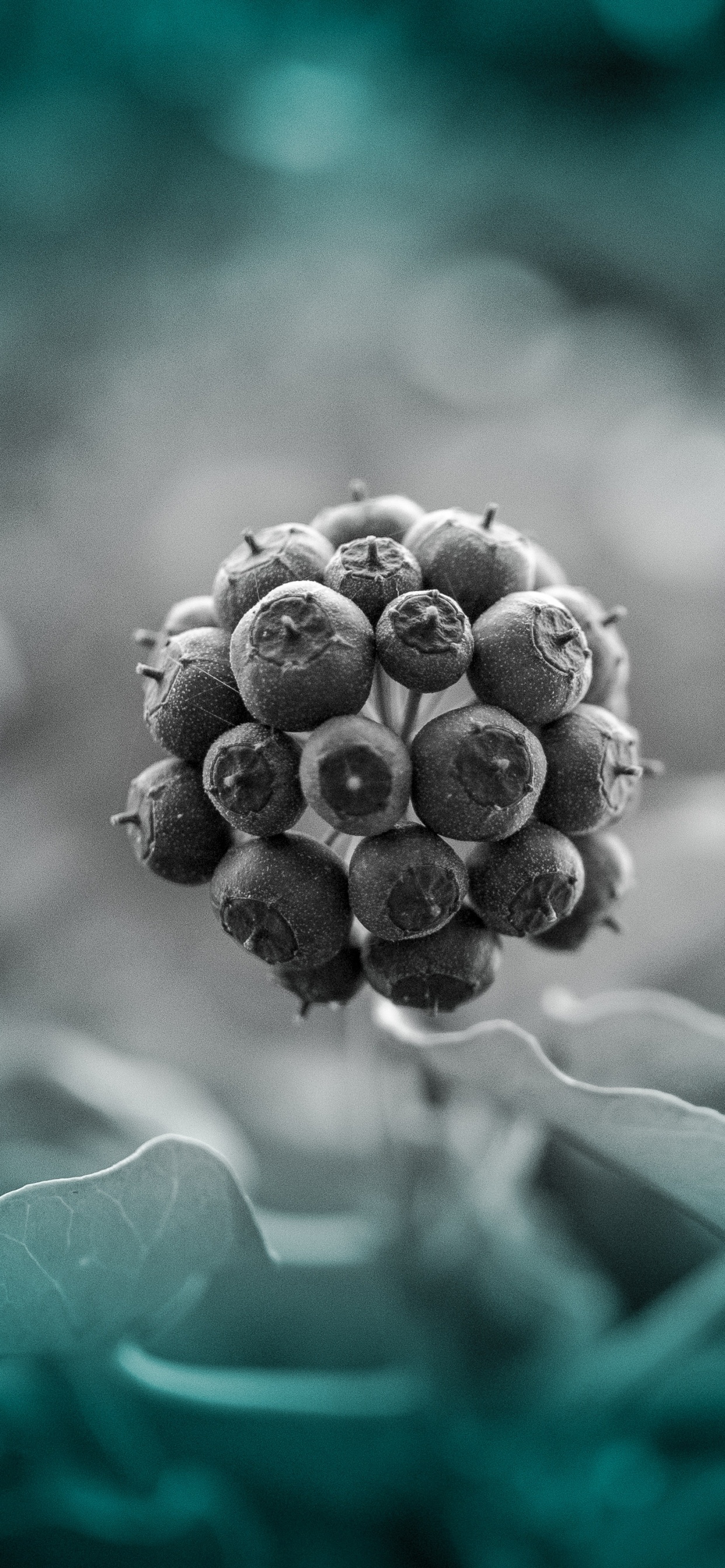 Blau, Gr, Türkis, Farbigkeit, Film. Wallpaper in 1242x2688 Resolution