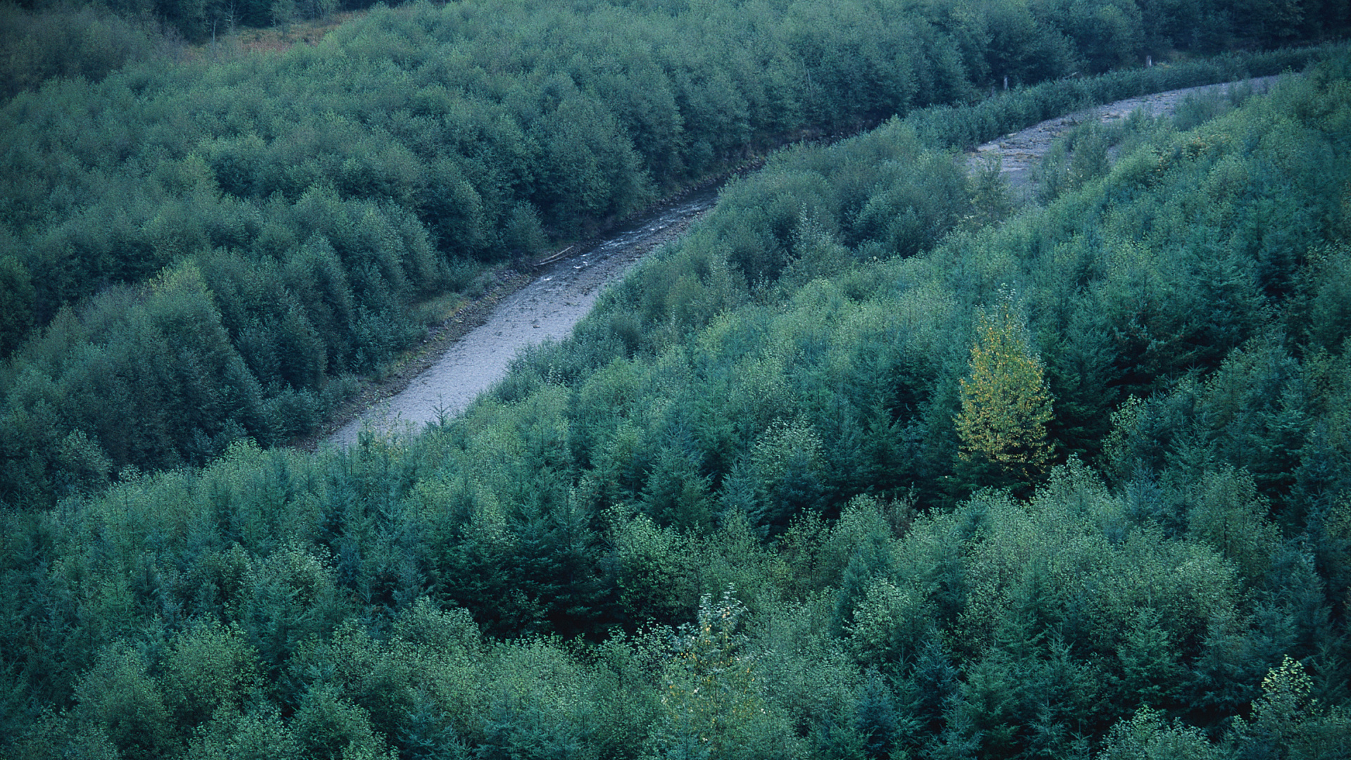 Green Trees on The Hill During Daytime. Wallpaper in 1920x1080 Resolution