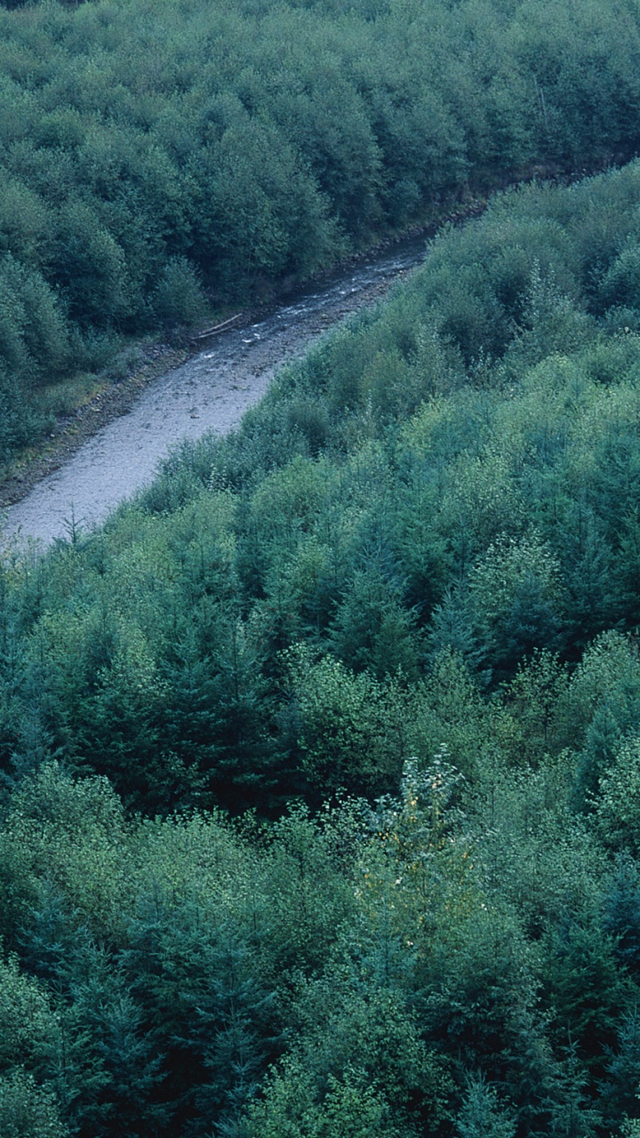 Green Trees on The Hill During Daytime. Wallpaper in 720x1280 Resolution