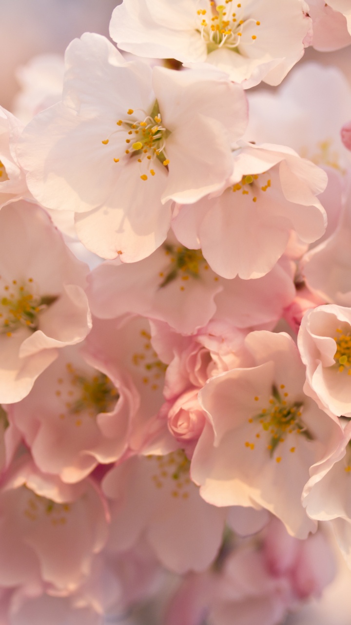 Weiße Und Rosa Kirschblüte in Nahaufnahme Close. Wallpaper in 720x1280 Resolution