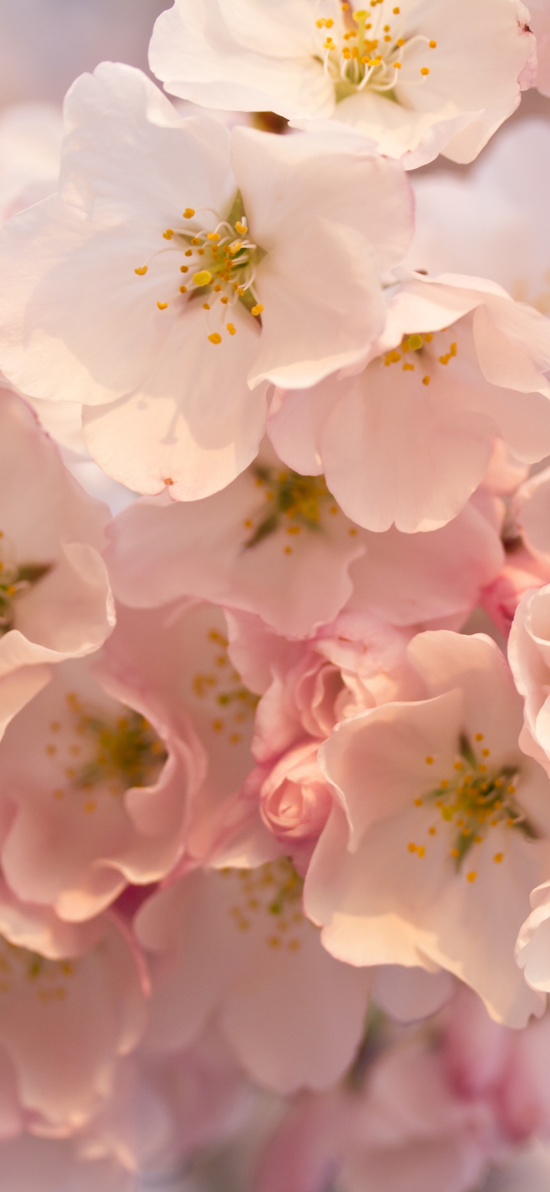 White and Pink Cherry Blossom in Close up Photography. Wallpaper in 1125x2436 Resolution