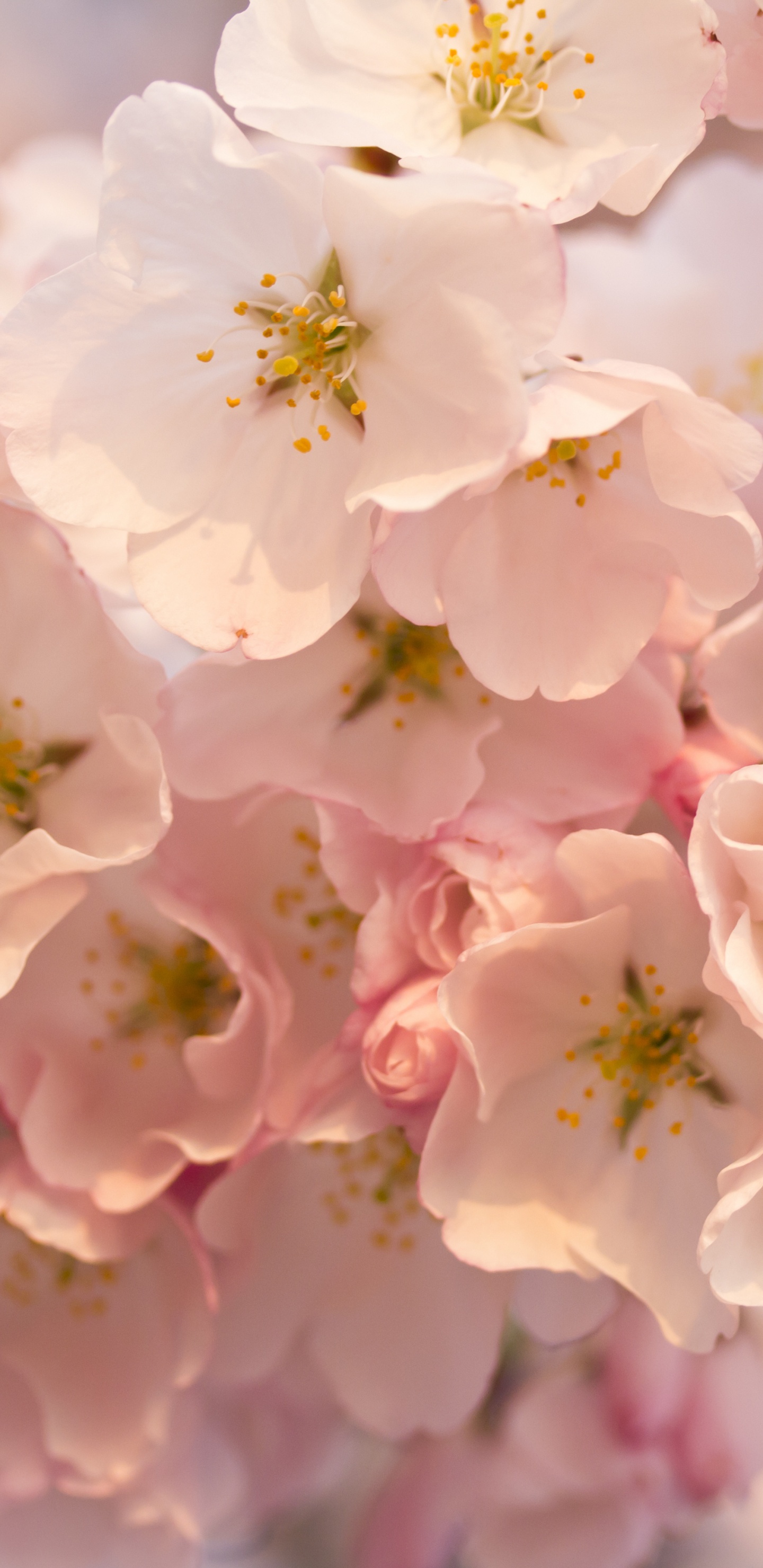 White and Pink Cherry Blossom in Close up Photography. Wallpaper in 1440x2960 Resolution