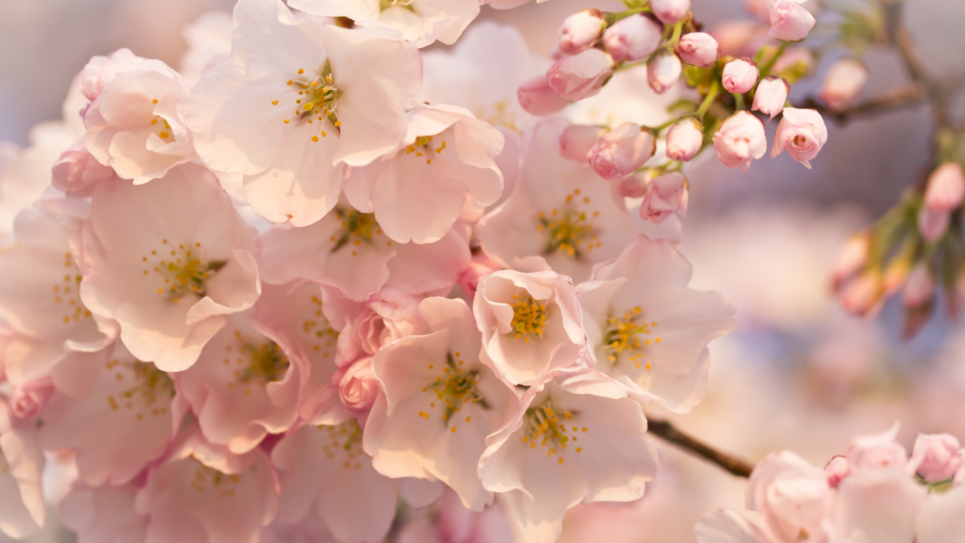 White and Pink Cherry Blossom in Close up Photography. Wallpaper in 1920x1080 Resolution