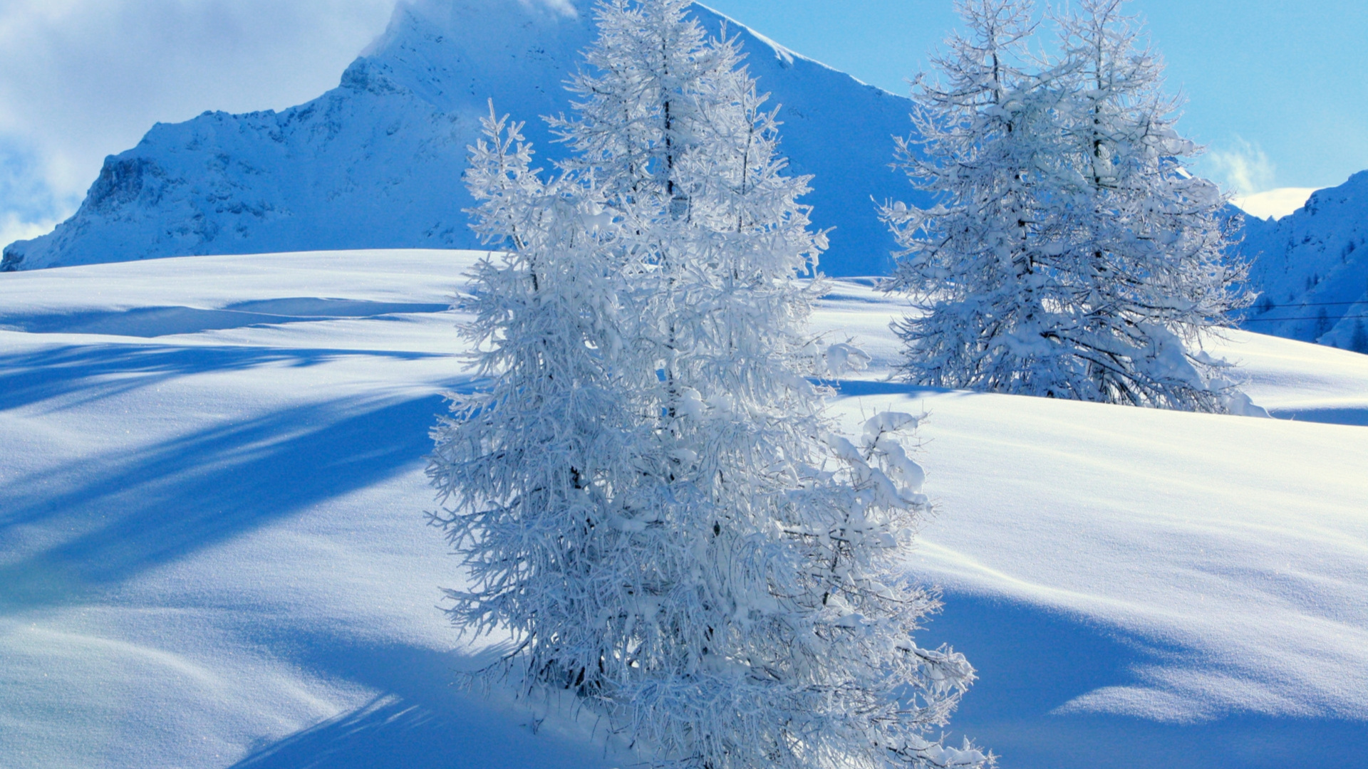 Schneebedeckte Bäume Auf Schneebedecktem Boden Tagsüber. Wallpaper in 1920x1080 Resolution