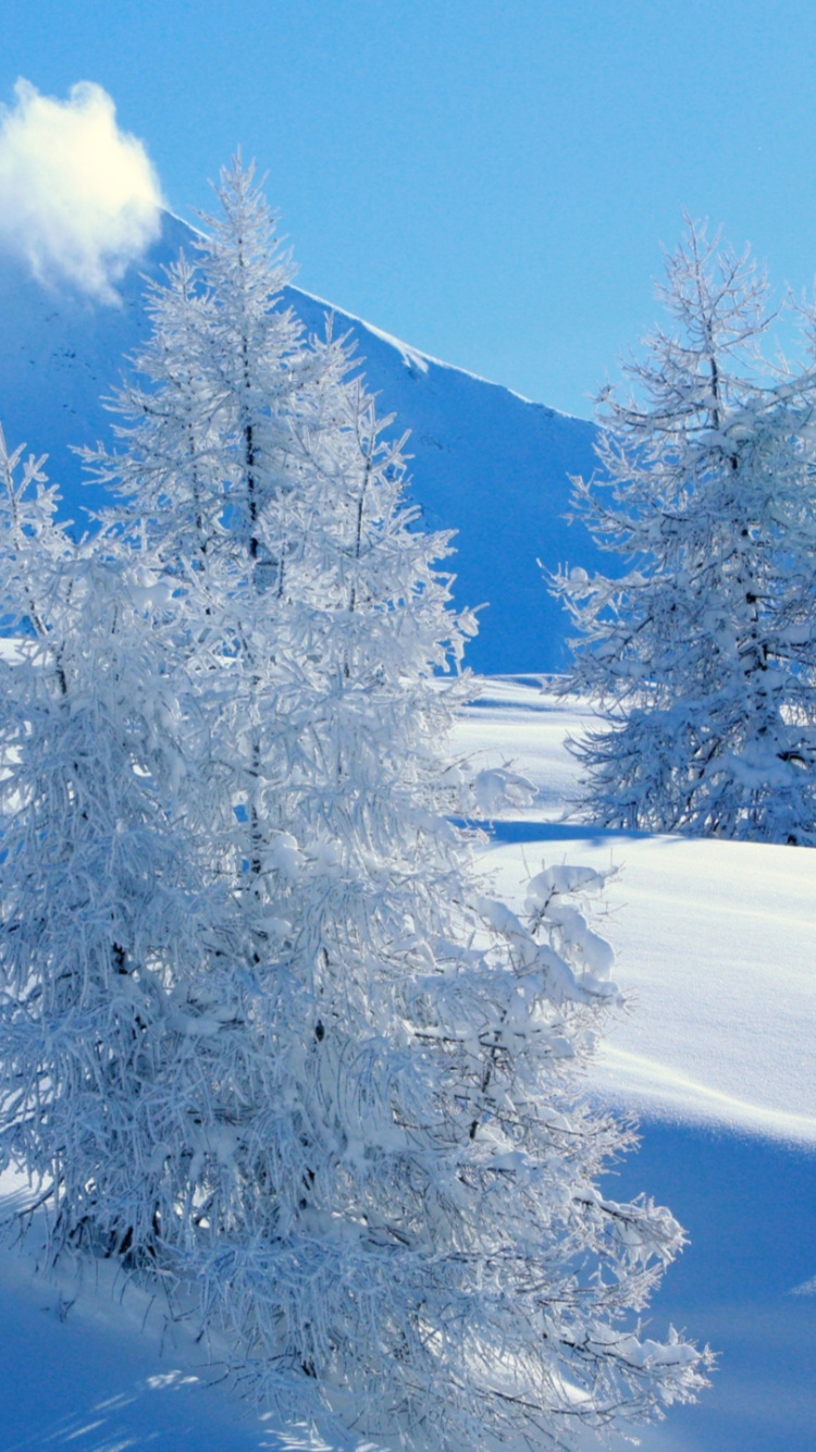 Schneebedeckte Bäume Auf Schneebedecktem Boden Tagsüber. Wallpaper in 750x1334 Resolution