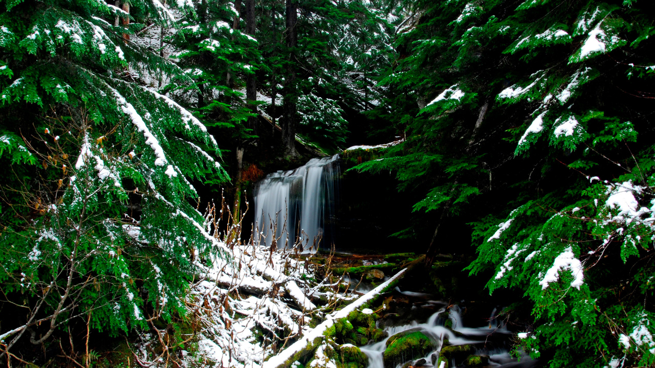 Arbres Verts et Neige Blanche. Wallpaper in 1280x720 Resolution