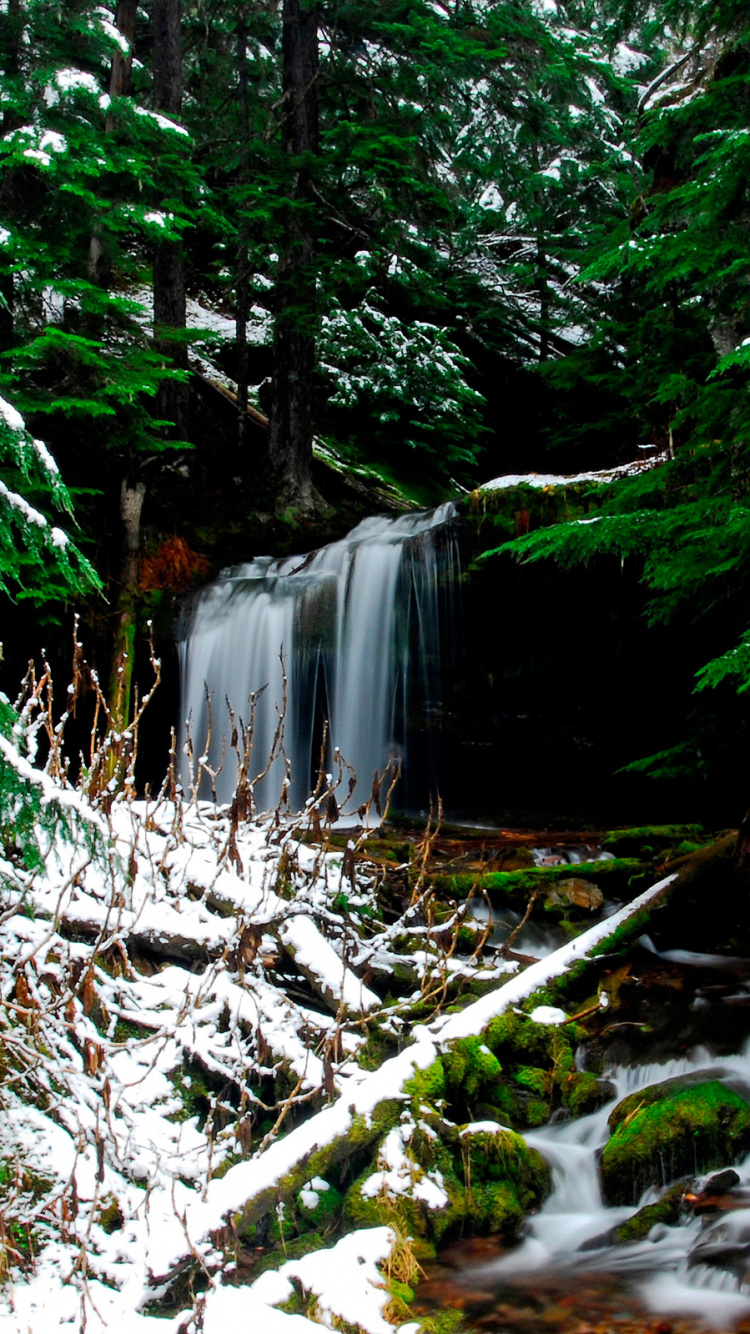 Arbres Verts et Neige Blanche. Wallpaper in 750x1334 Resolution