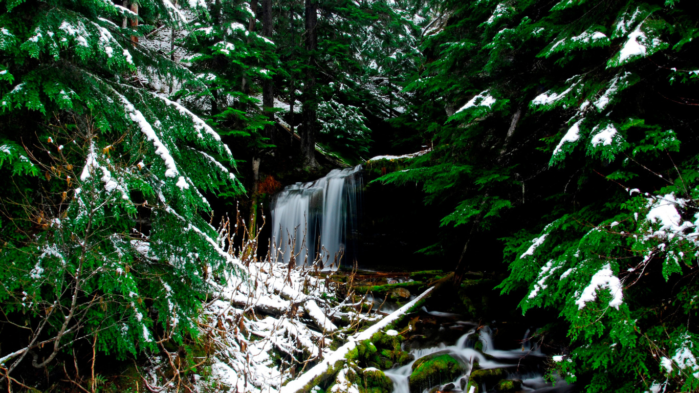 Green Trees and White Snow. Wallpaper in 1366x768 Resolution
