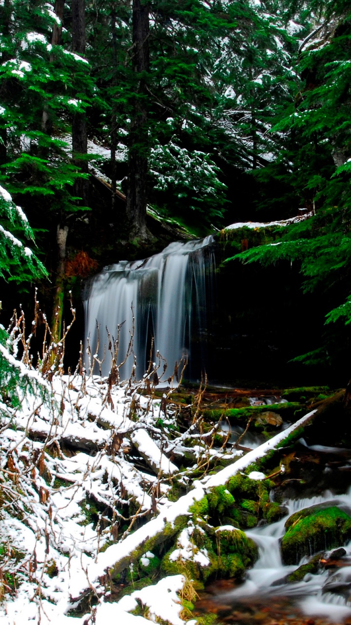 Green Trees and White Snow. Wallpaper in 720x1280 Resolution