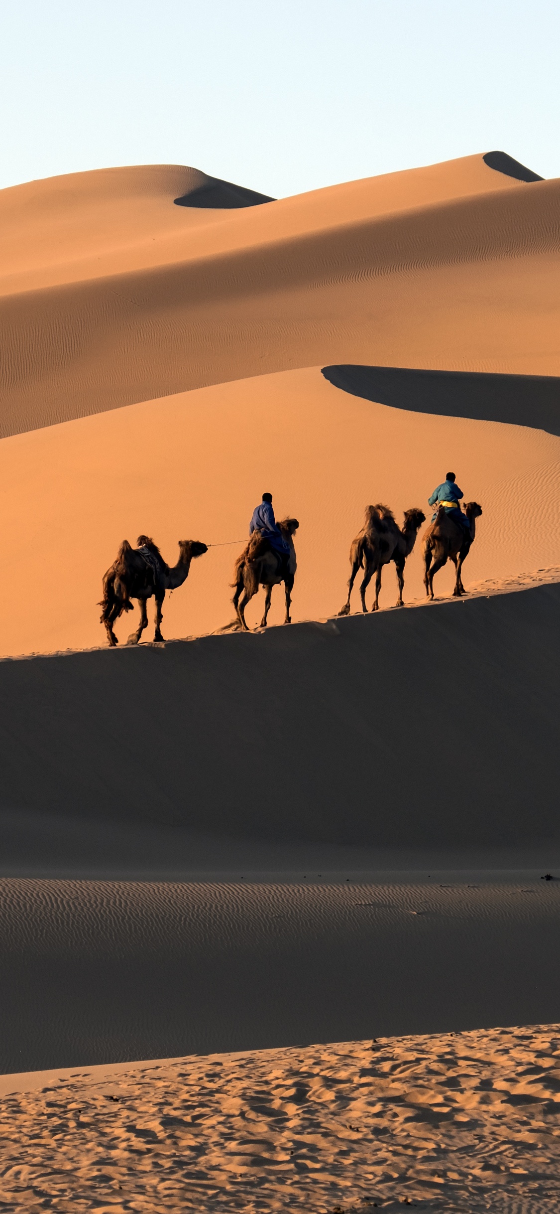 People Riding Camel on Desert During Daytime. Wallpaper in 1125x2436 Resolution