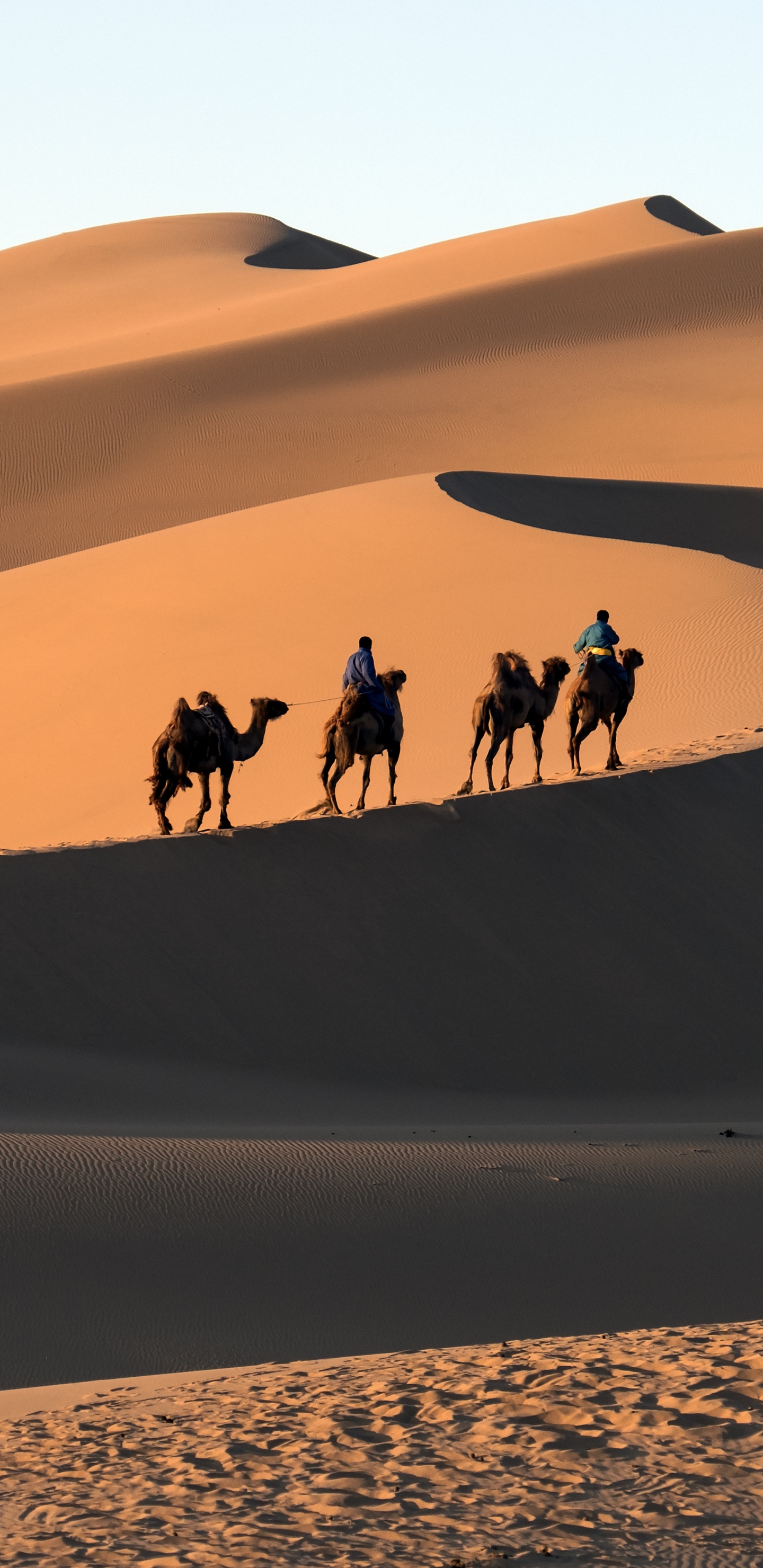 People Riding Camel on Desert During Daytime. Wallpaper in 1440x2960 Resolution